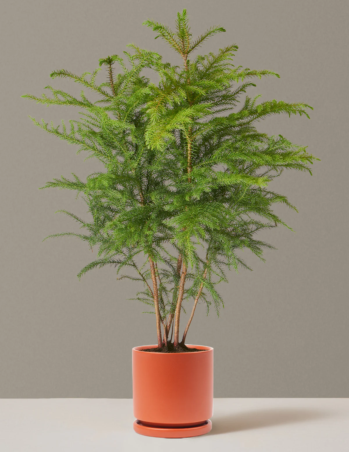 Norfolk Island Pine - Image 34