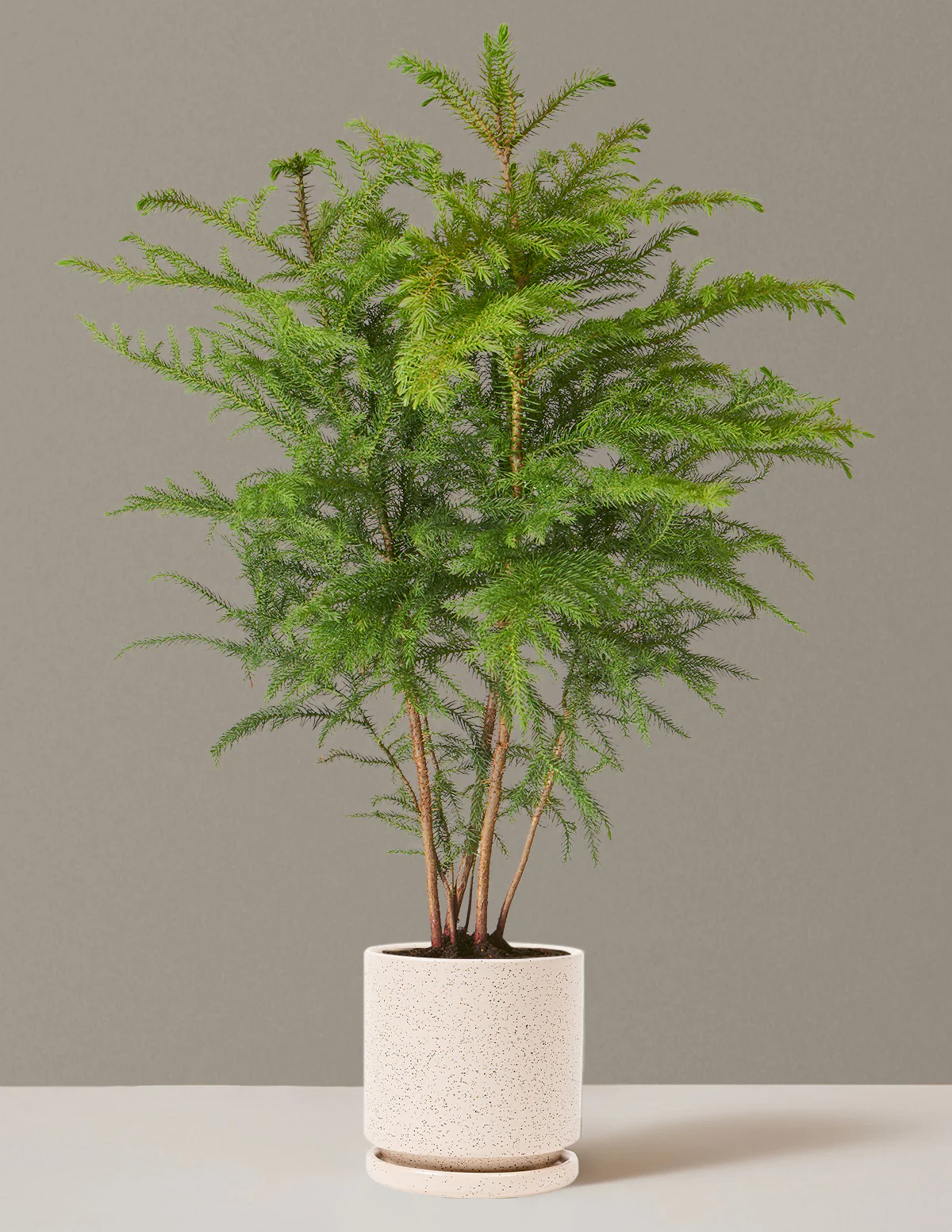 Norfolk Island Pine - Image 35