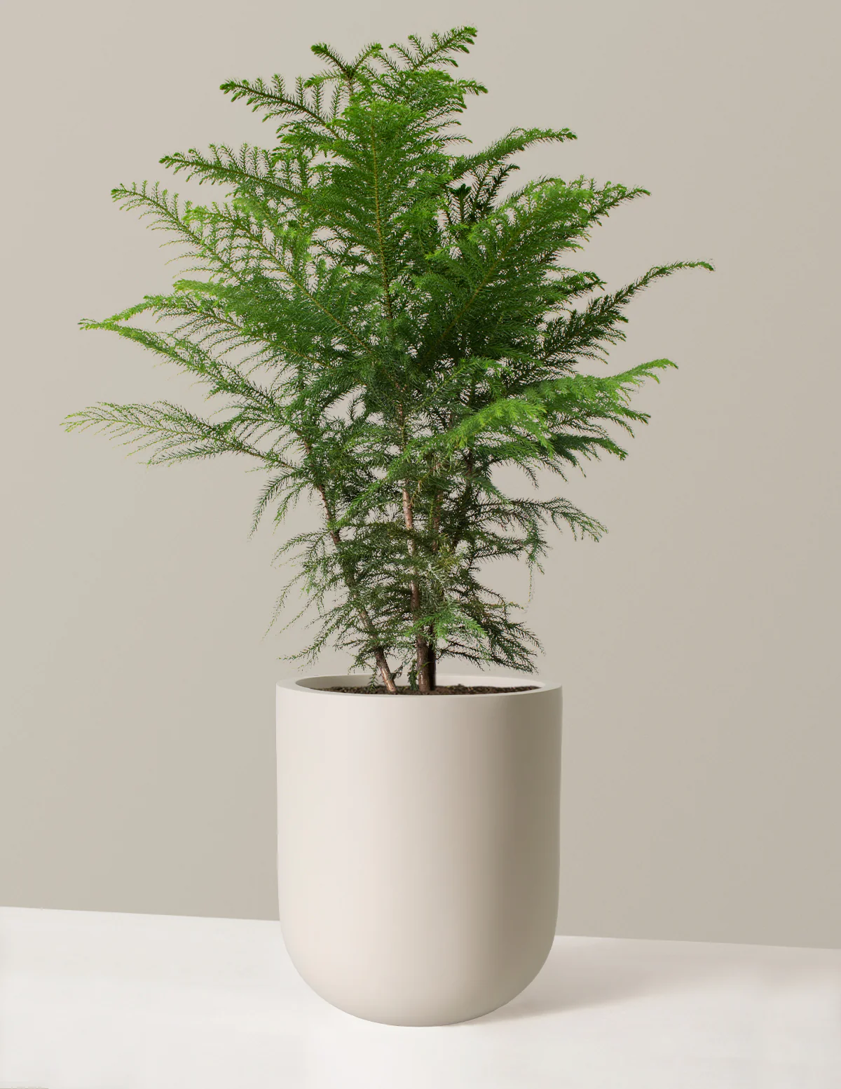 Norfolk Island Pine - Image 36