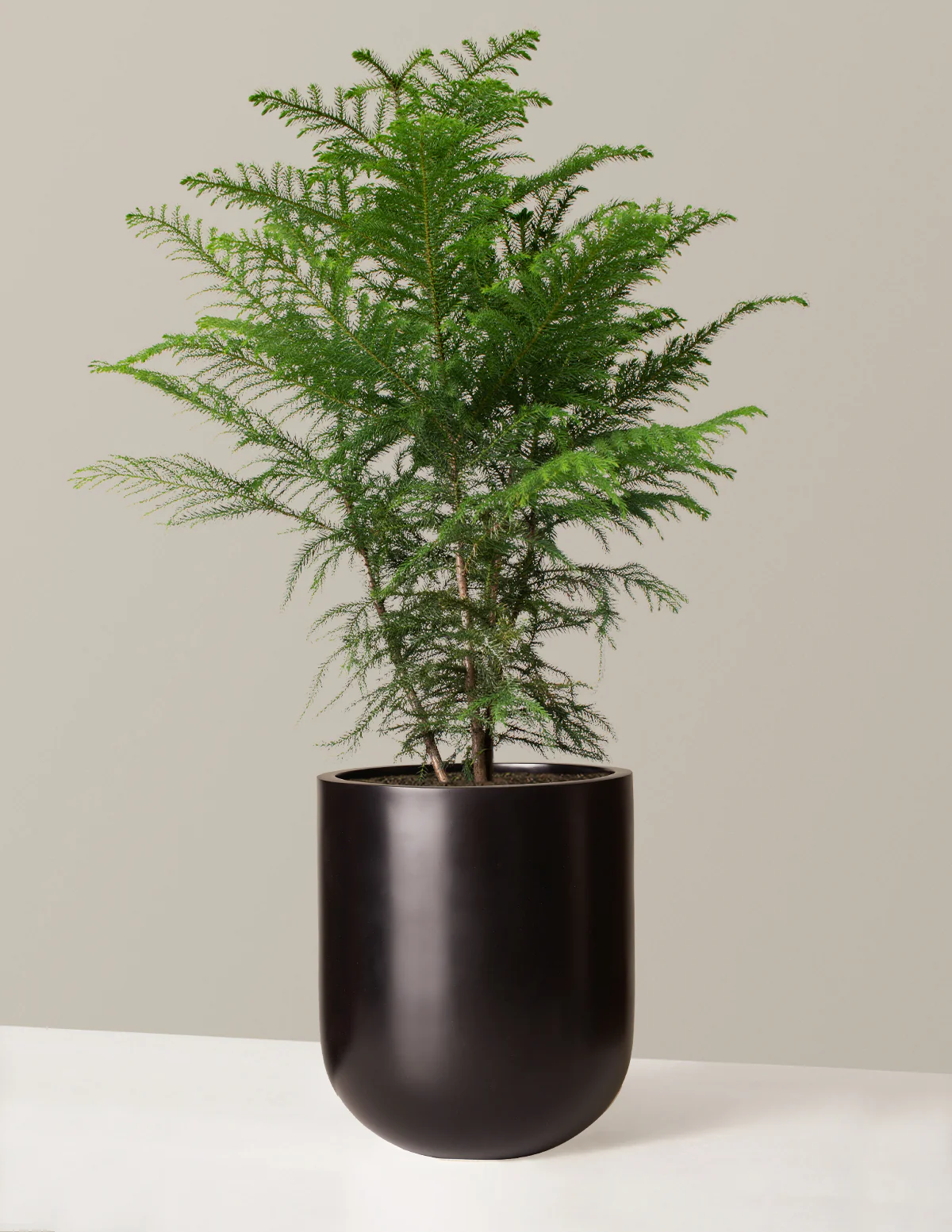Norfolk Island Pine - Image 37