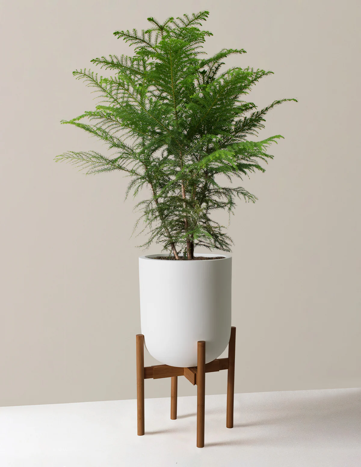 Norfolk Island Pine - Image 38
