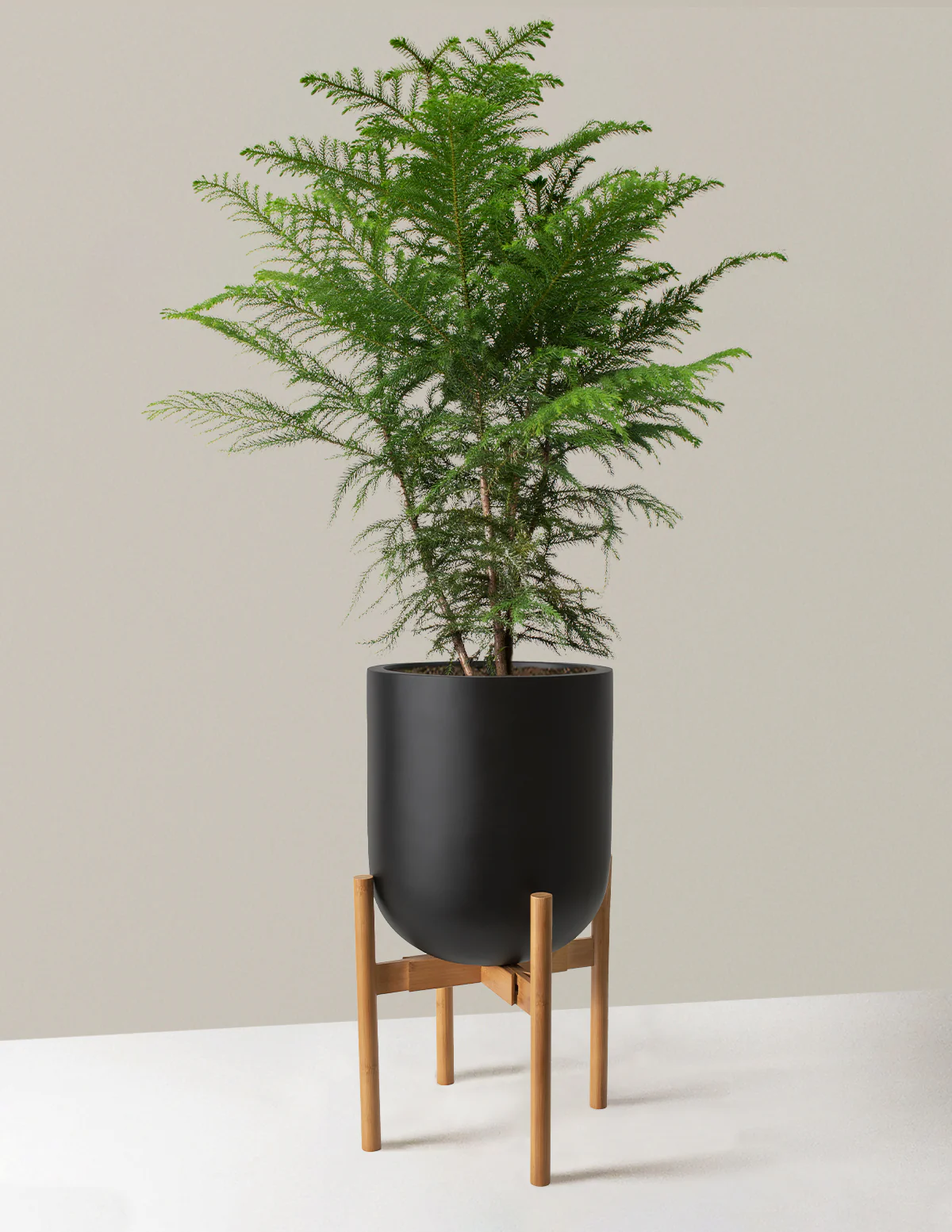 Norfolk Island Pine - Image 39