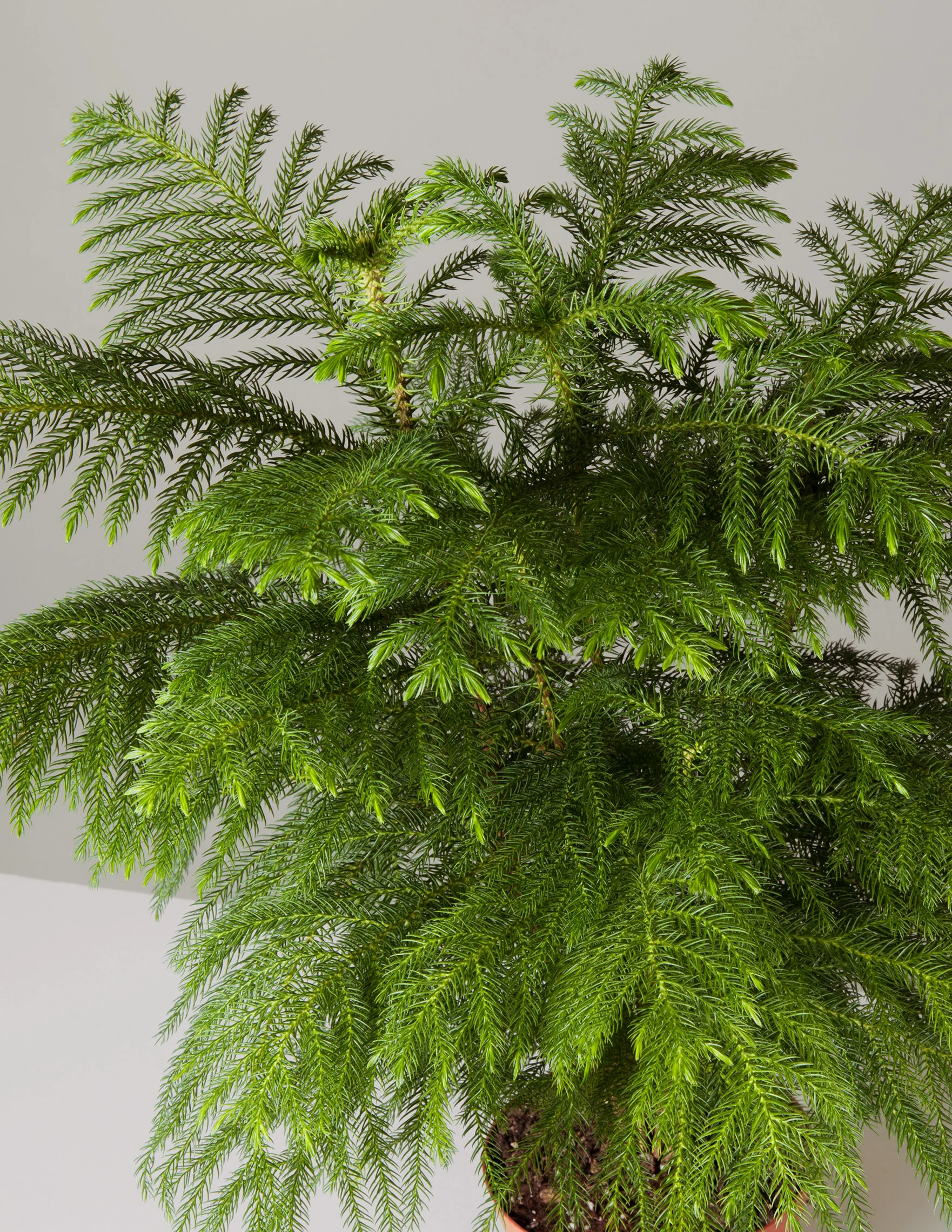 Norfolk Island Pine - Image 4