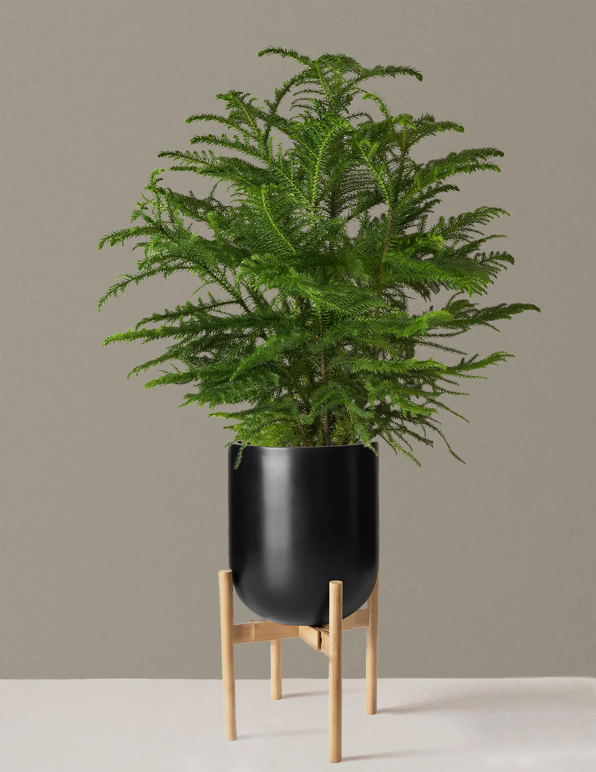 Norfolk Island Pine - Image 41