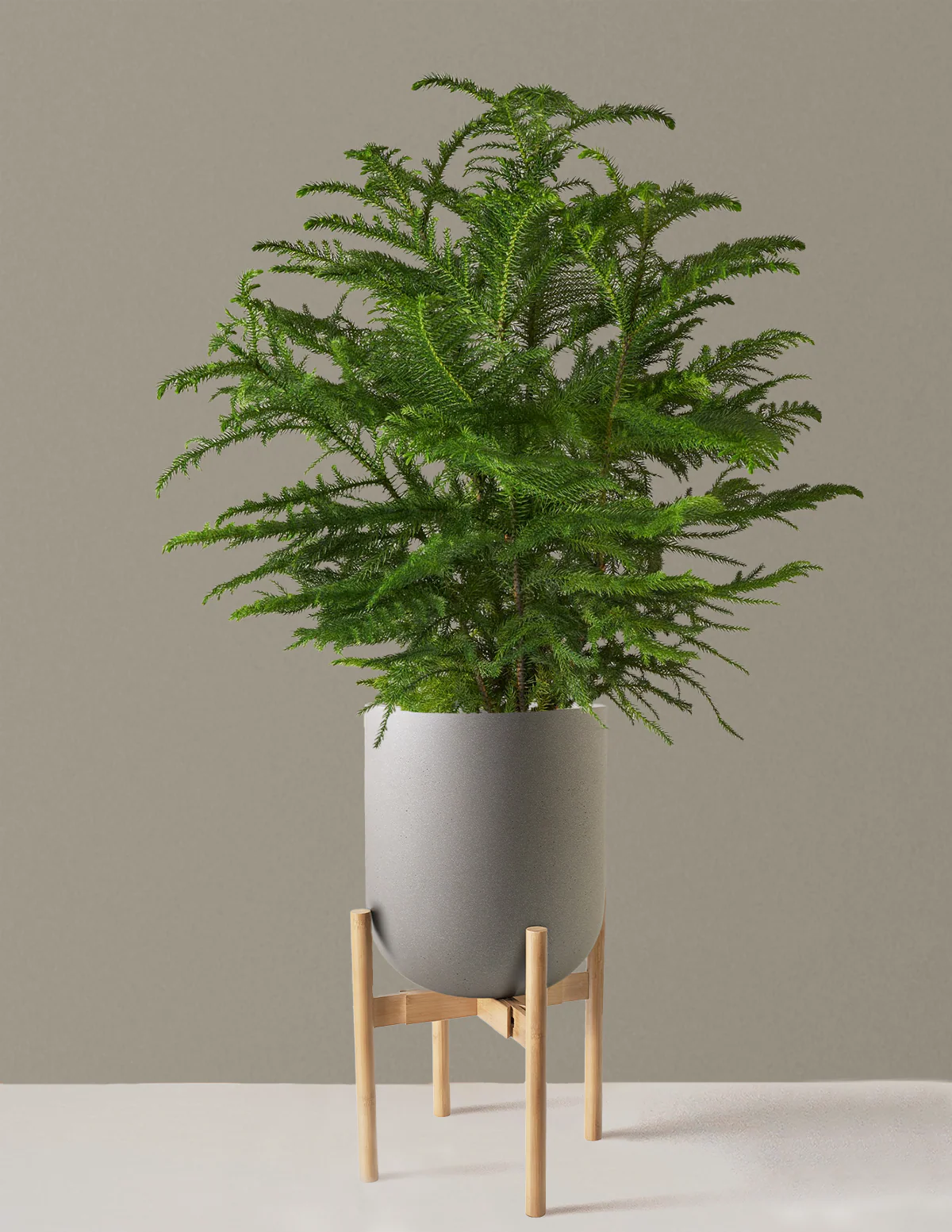 Norfolk Island Pine - Image 43