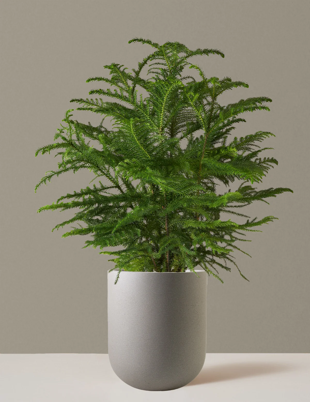Norfolk Island Pine - Image 44