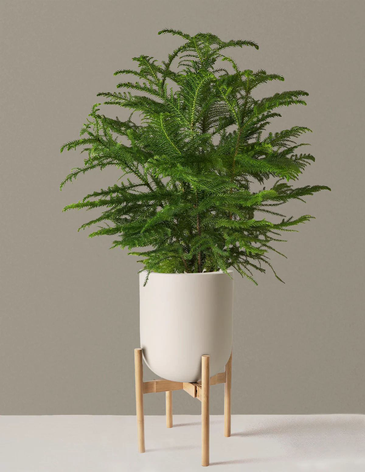 Norfolk Island Pine - Image 45