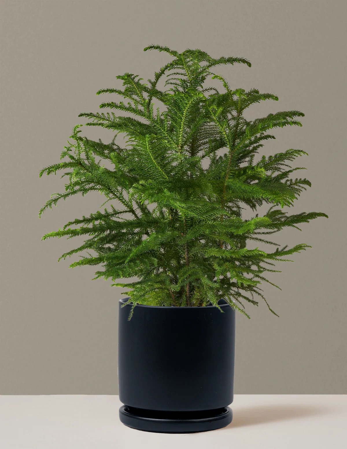 Norfolk Island Pine - Image 46
