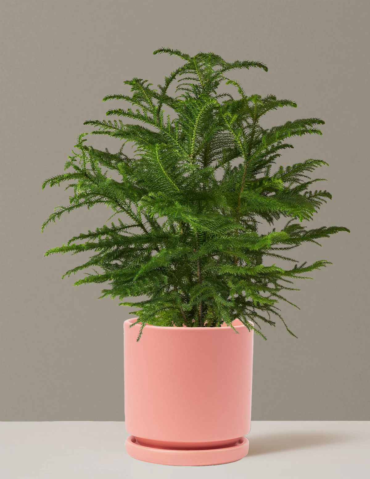 Norfolk Island Pine - Image 47