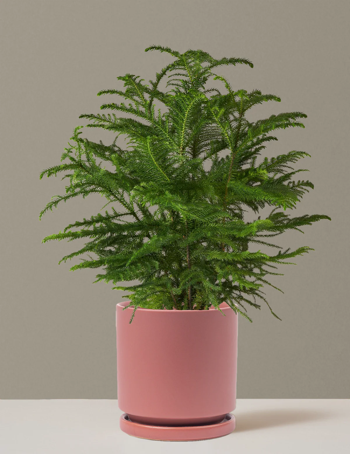Norfolk Island Pine - Image 48
