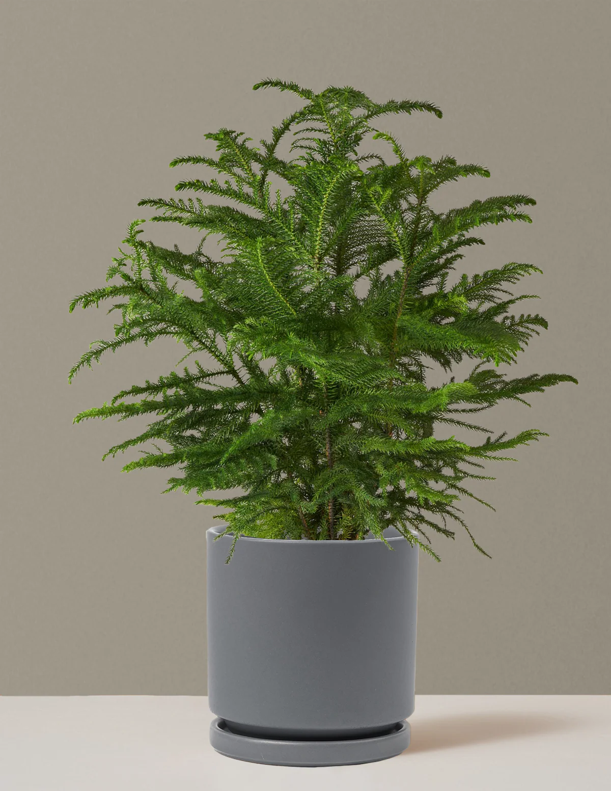 Norfolk Island Pine - Image 49