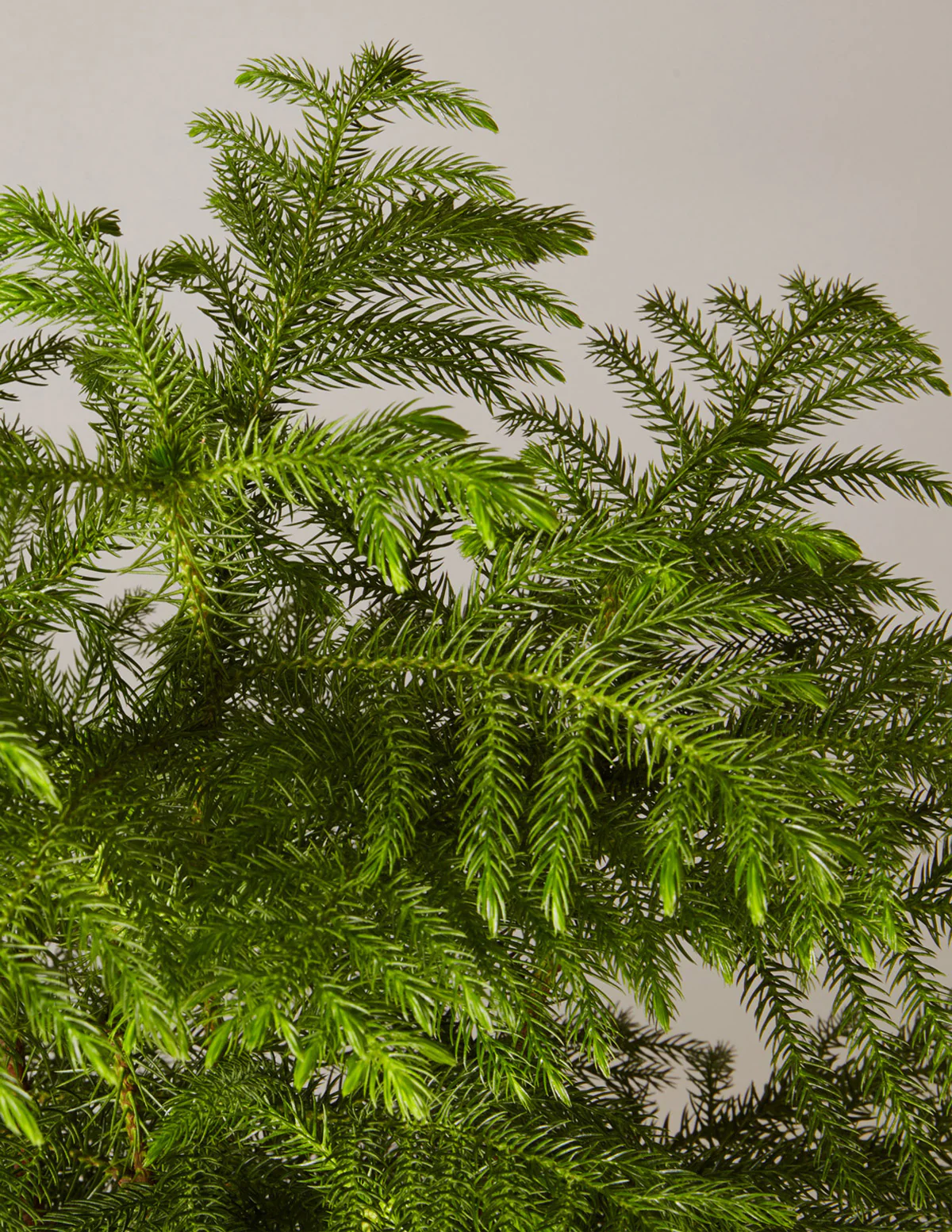 Norfolk Island Pine - Image 5