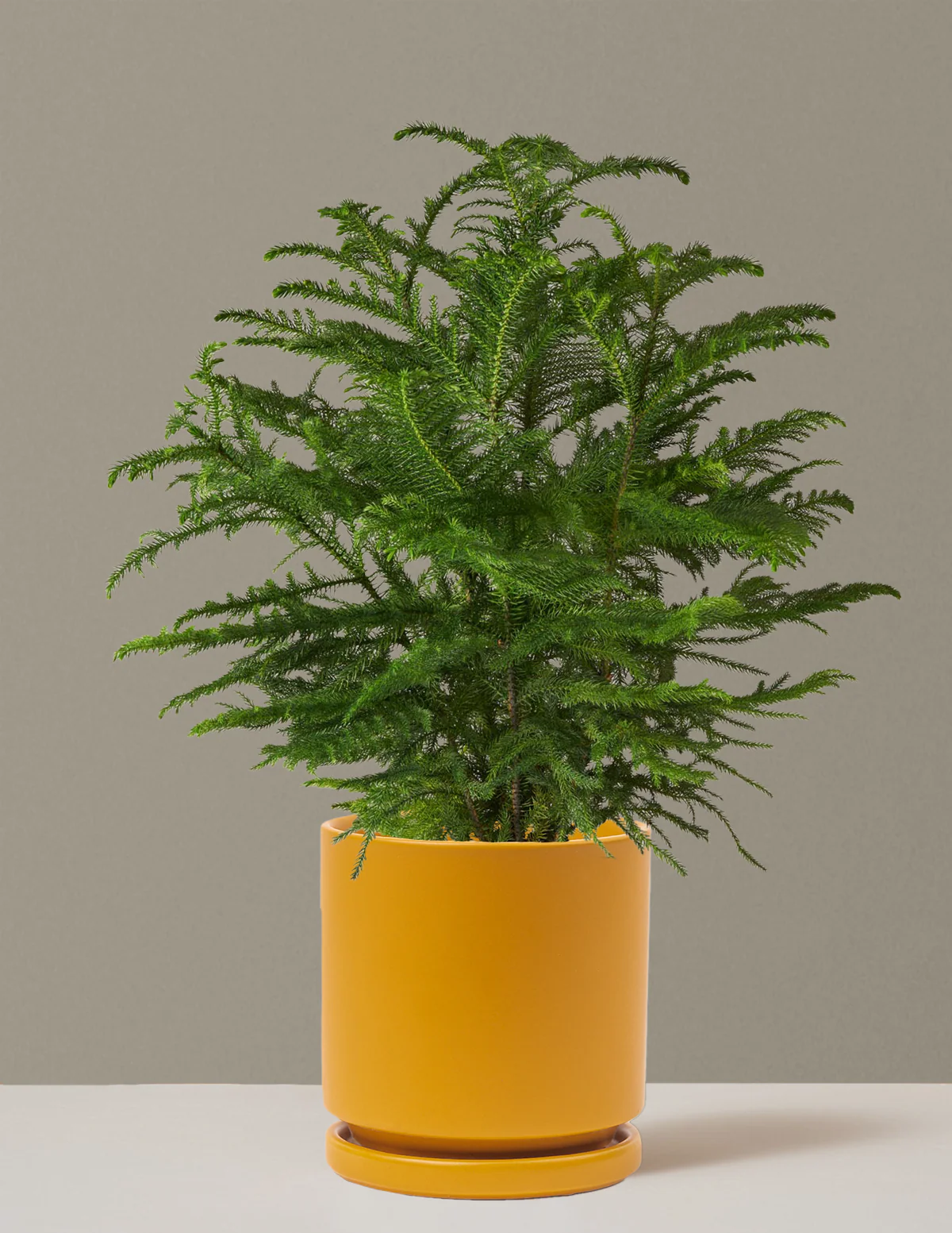 Norfolk Island Pine - Image 50