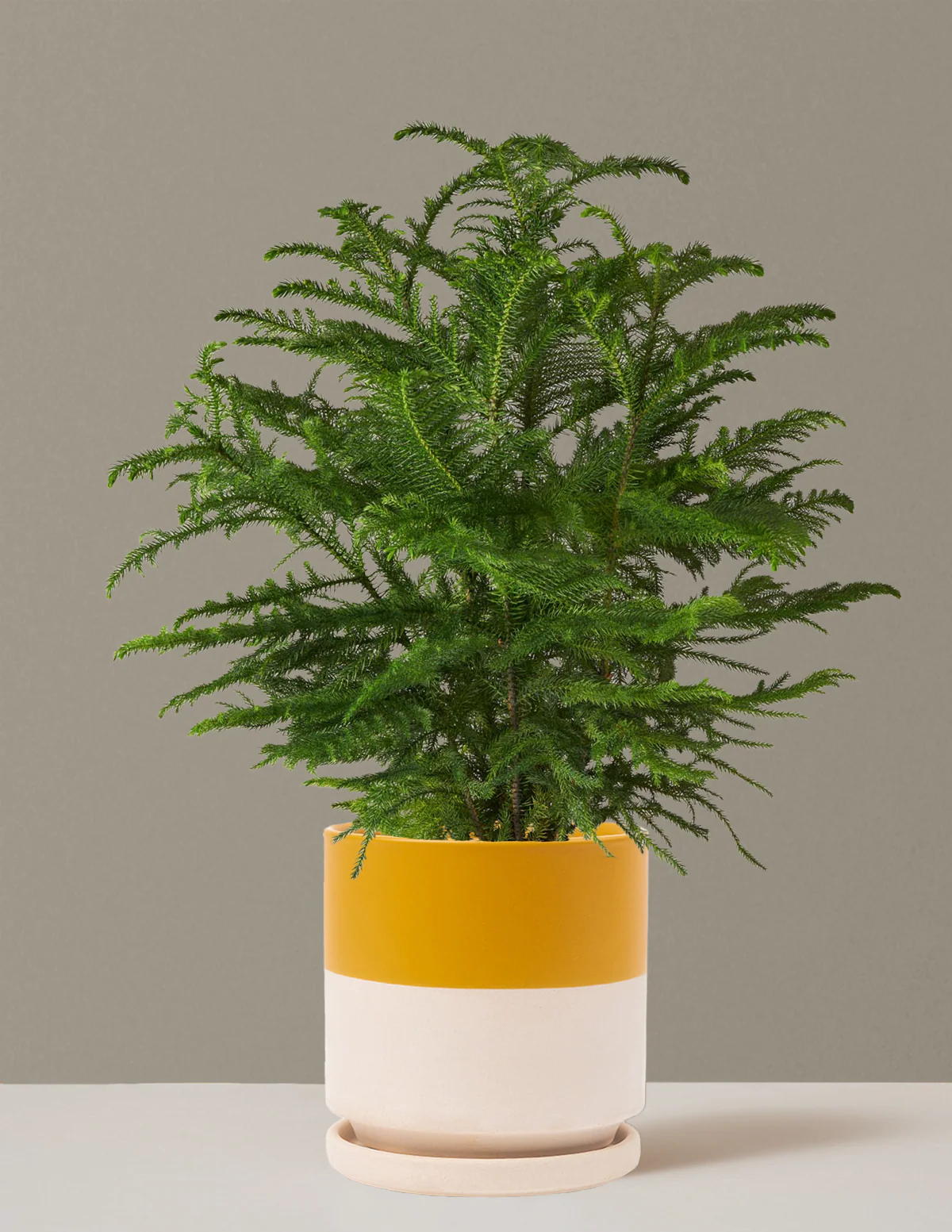 Norfolk Island Pine - Image 51