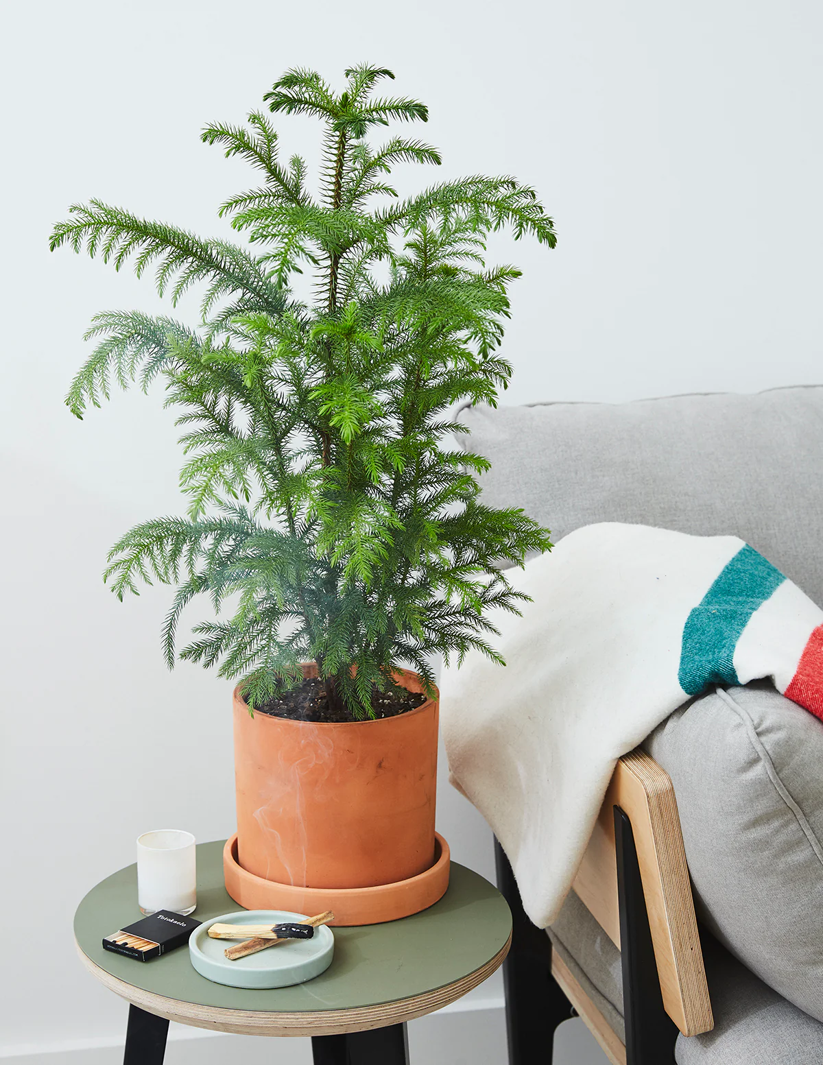 Norfolk Island Pine - Image 6