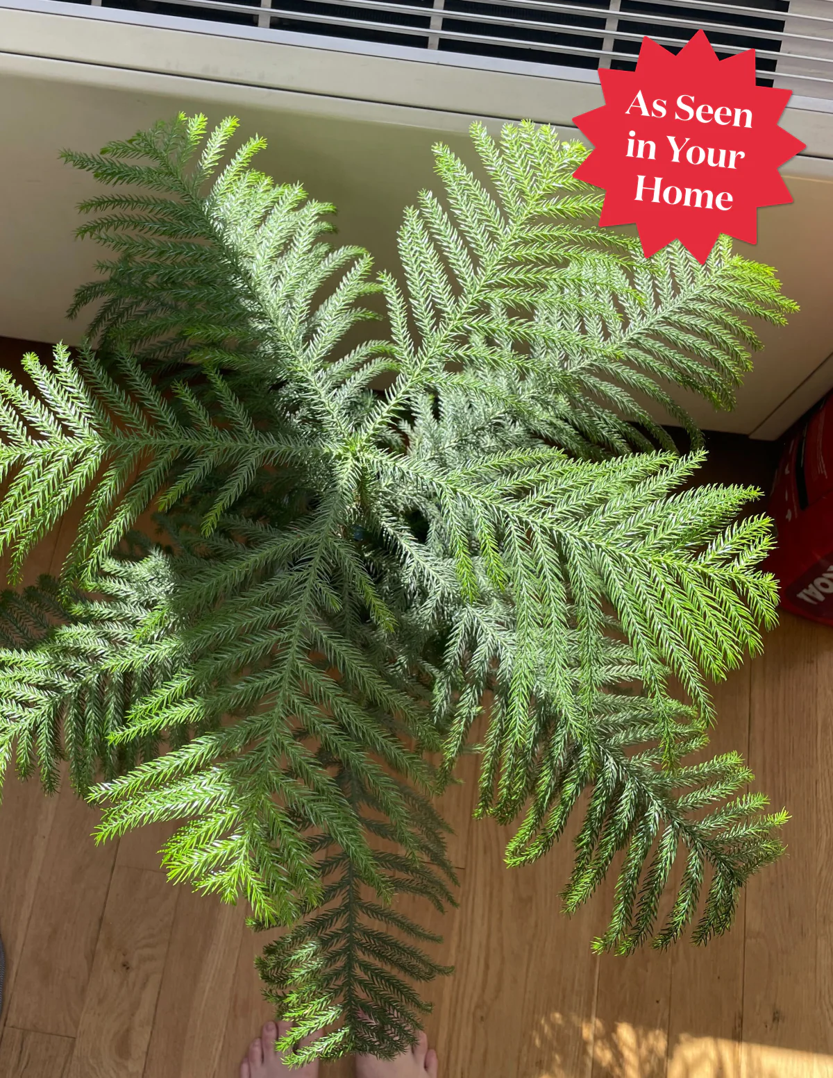 Norfolk Island Pine - Image 7