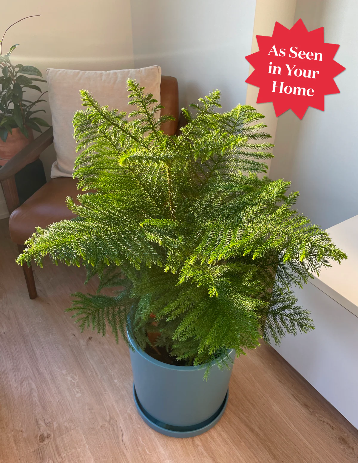 Norfolk Island Pine - Image 8