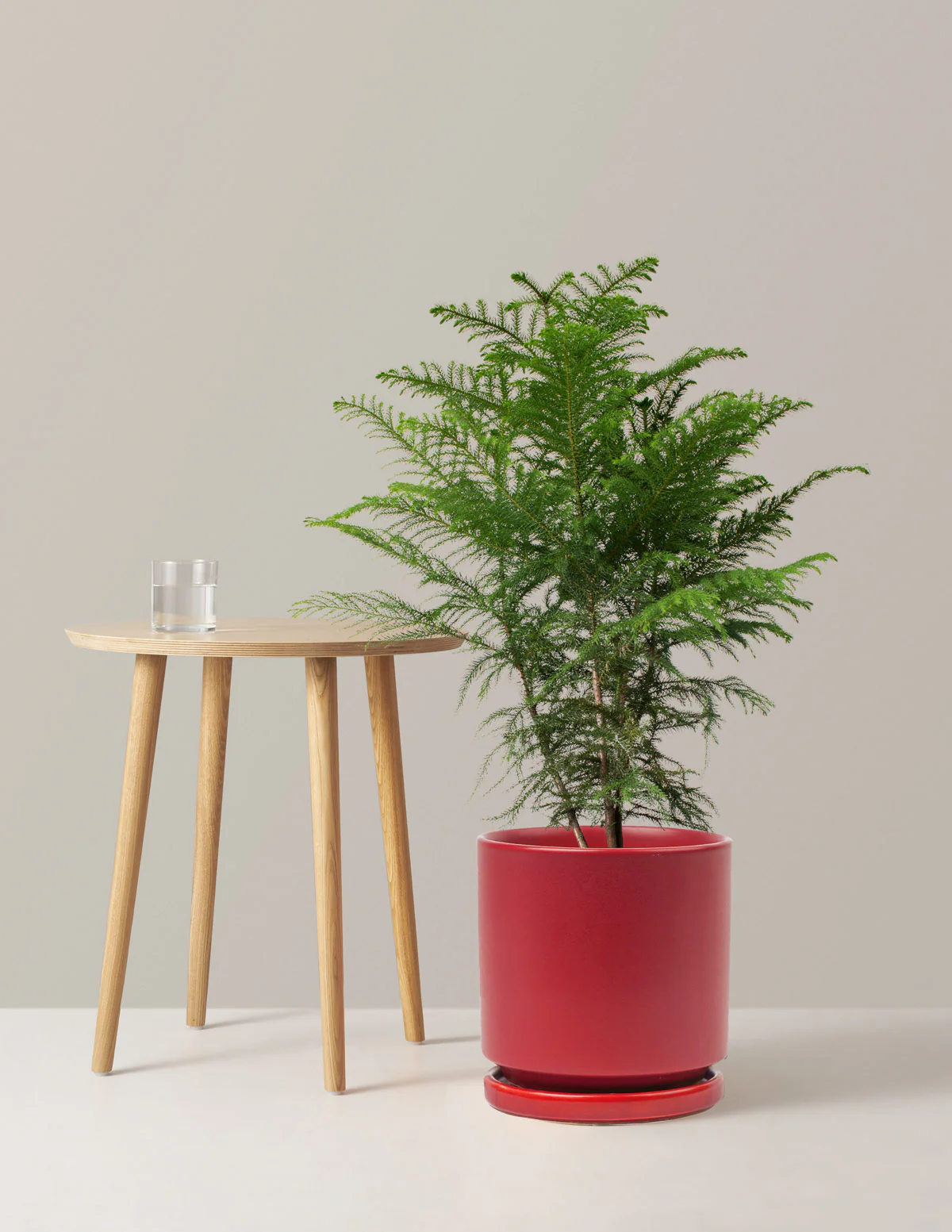 Norfolk Island Pine - Image 9