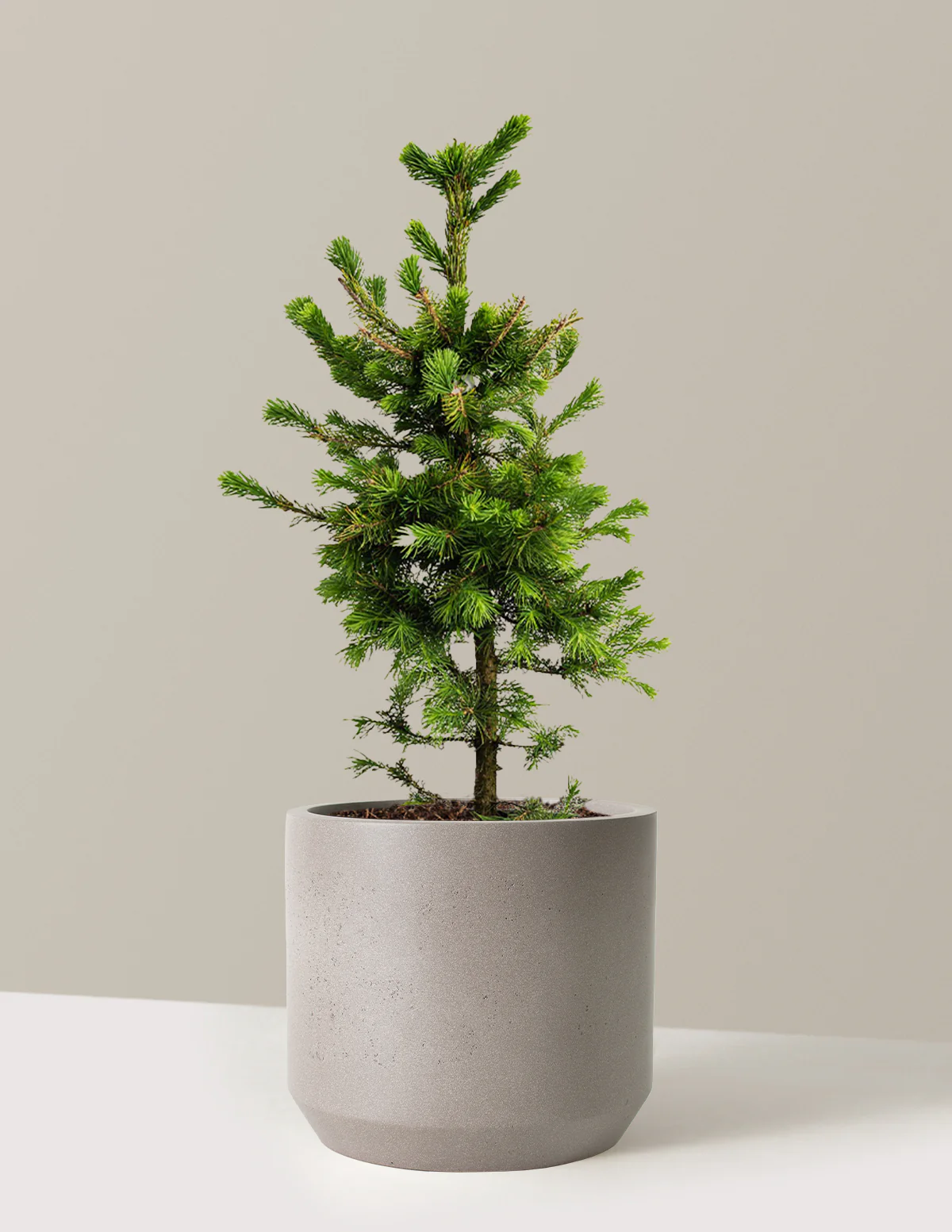 Norway Spruce