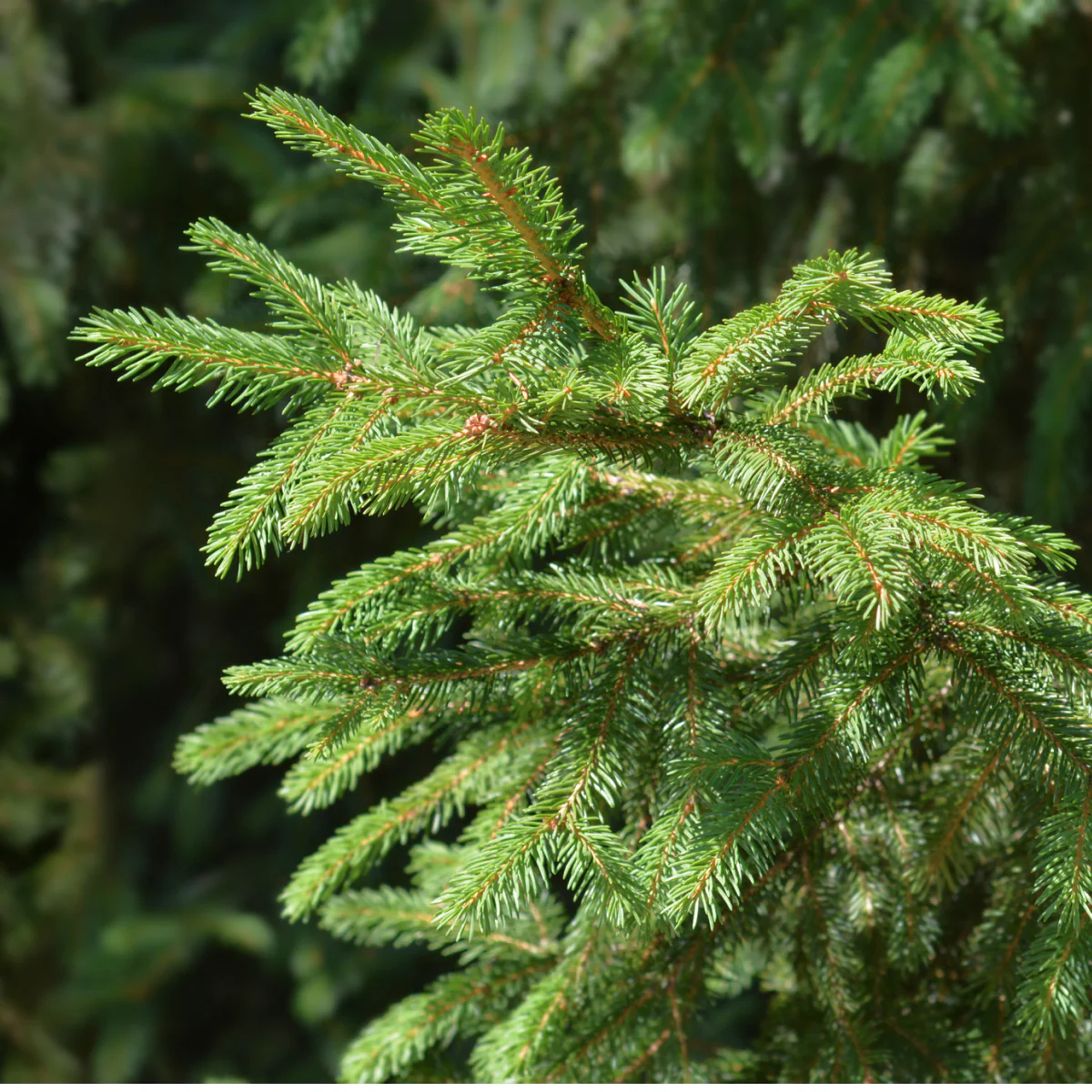 Norway Spruce - Image 2