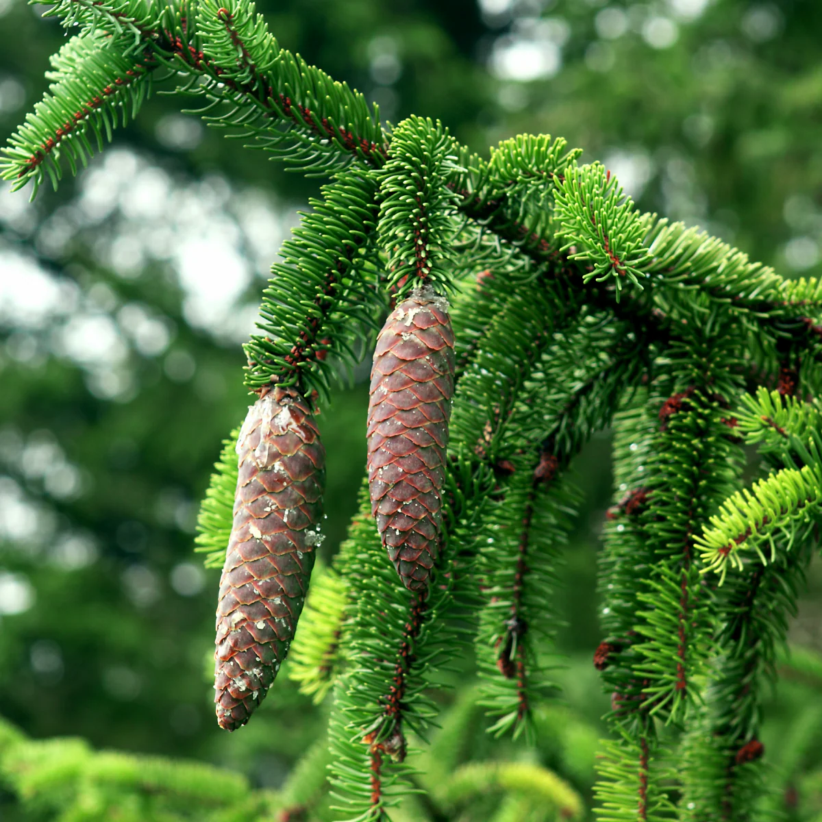 Norway Spruce - Image 3