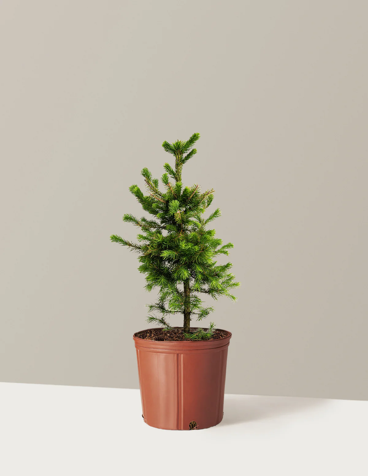 Norway Spruce - Image 4