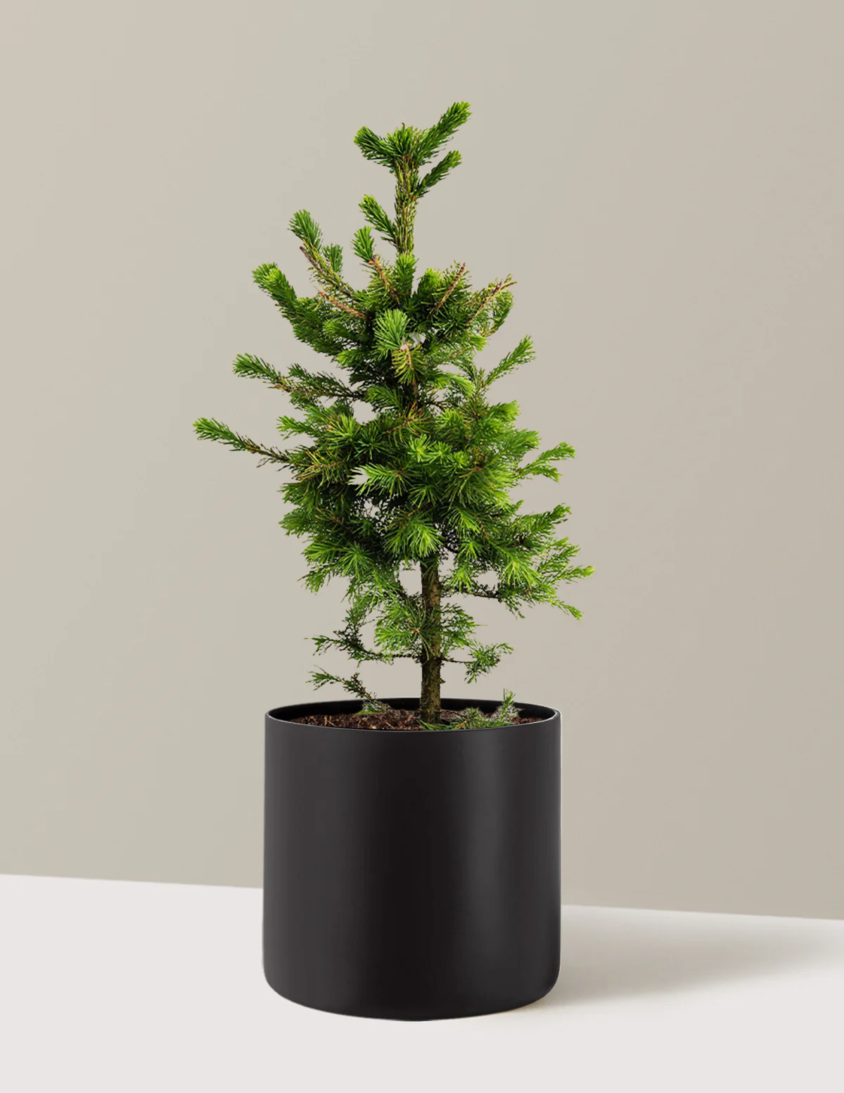 Norway Spruce - Image 5