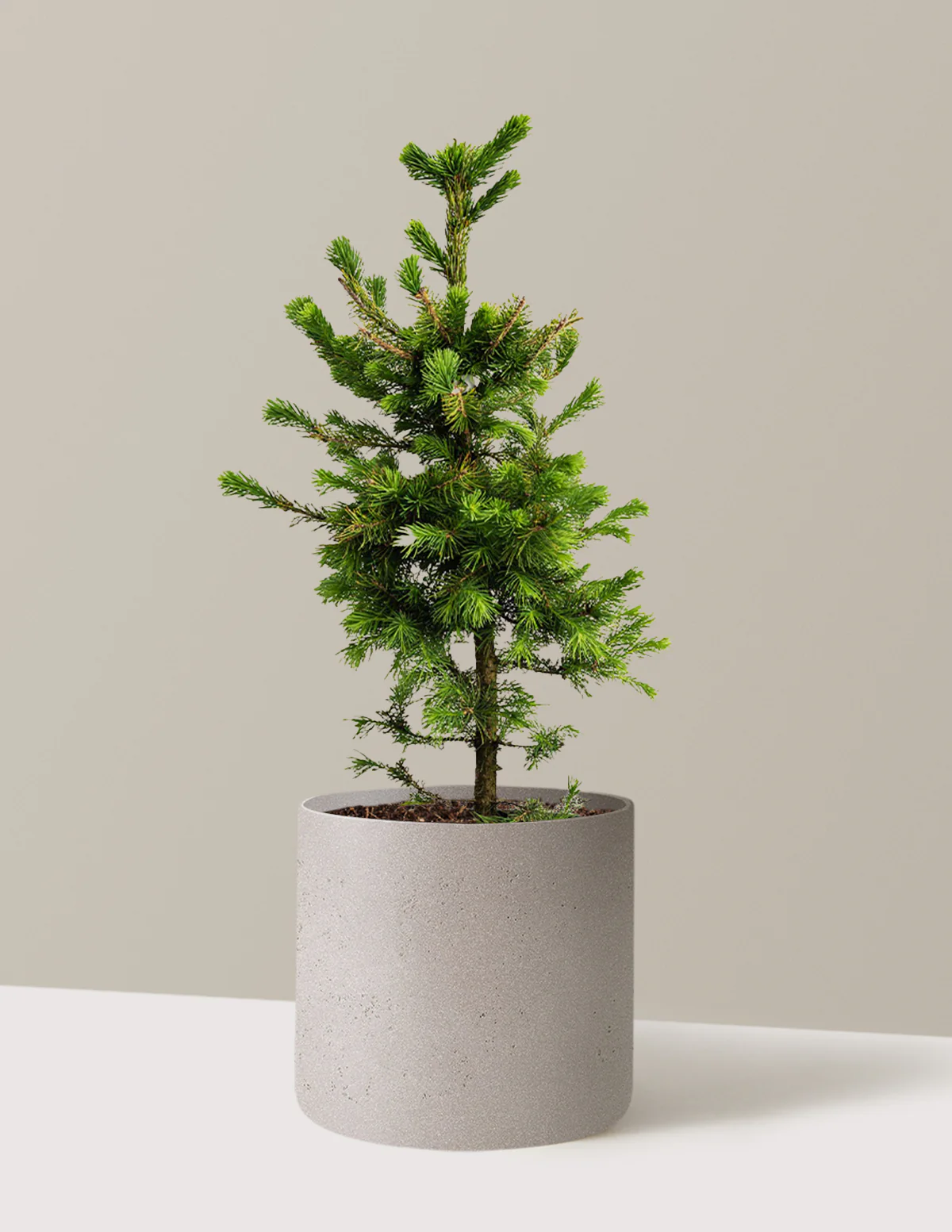 Norway Spruce - Image 6