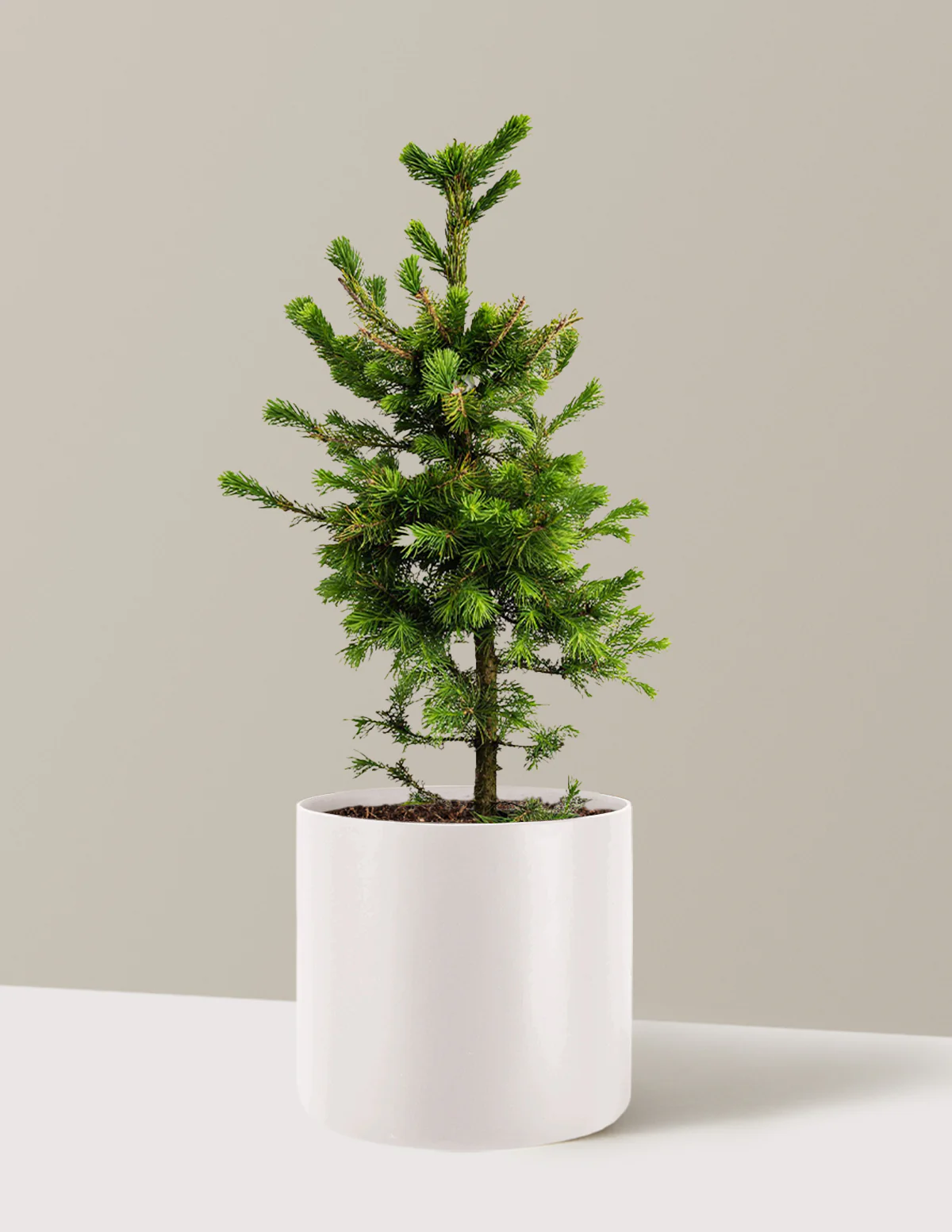 Norway Spruce - Image 7