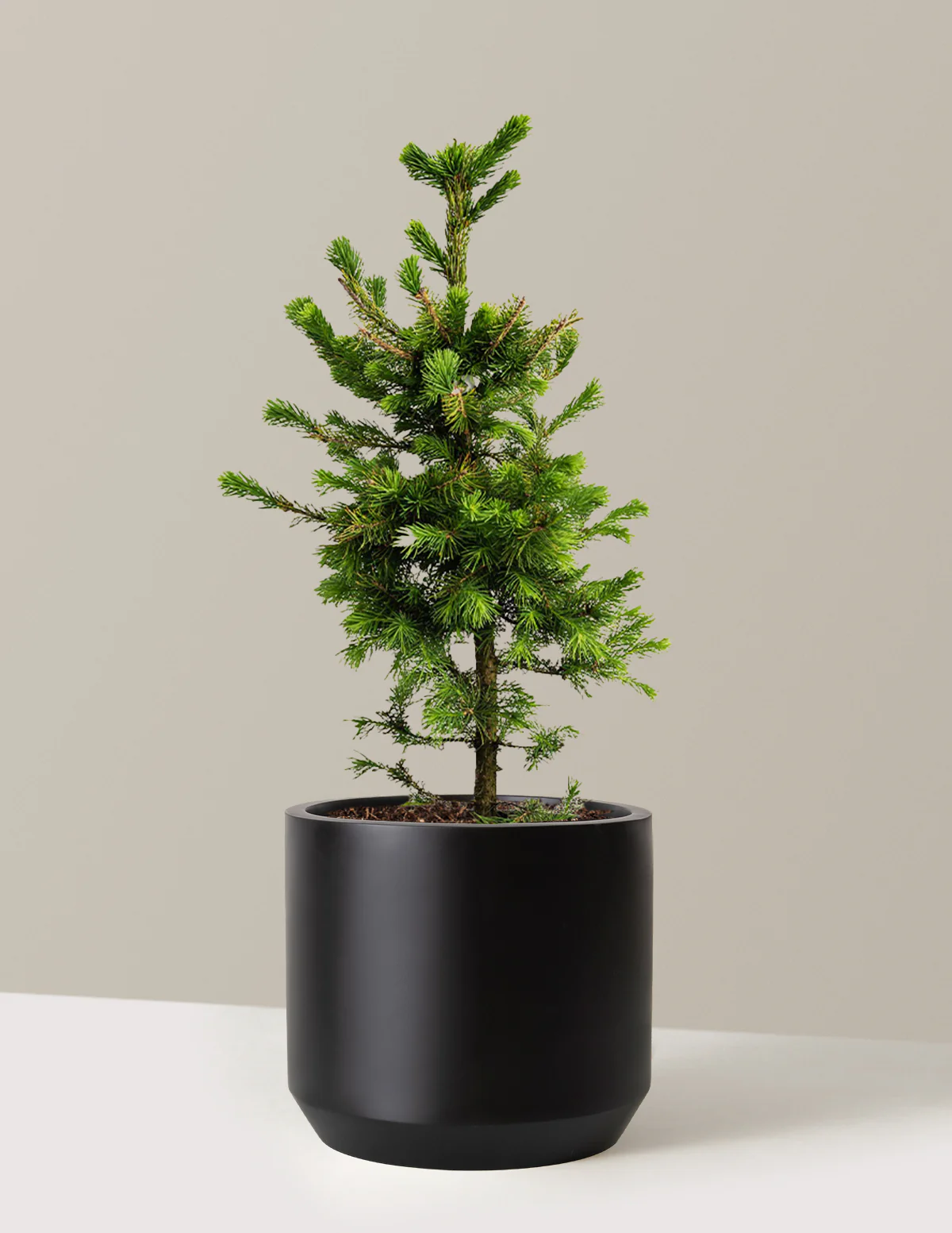 Norway Spruce - Image 8