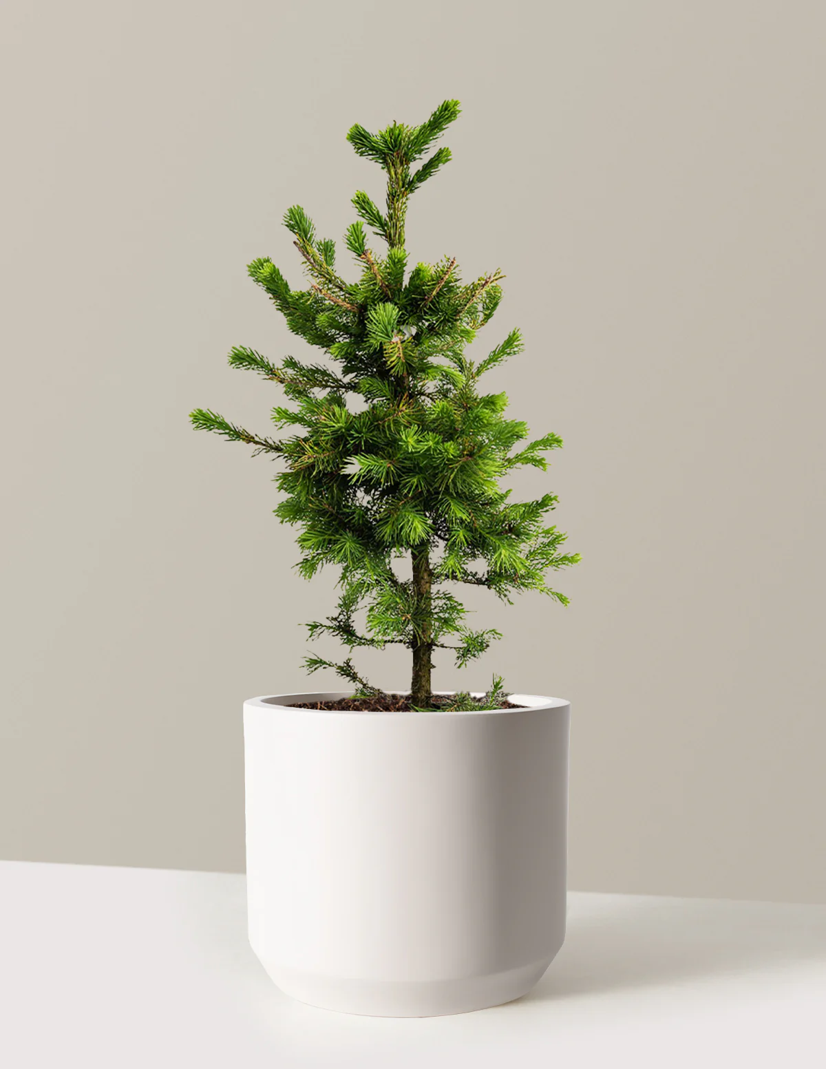 Norway Spruce - Image 9