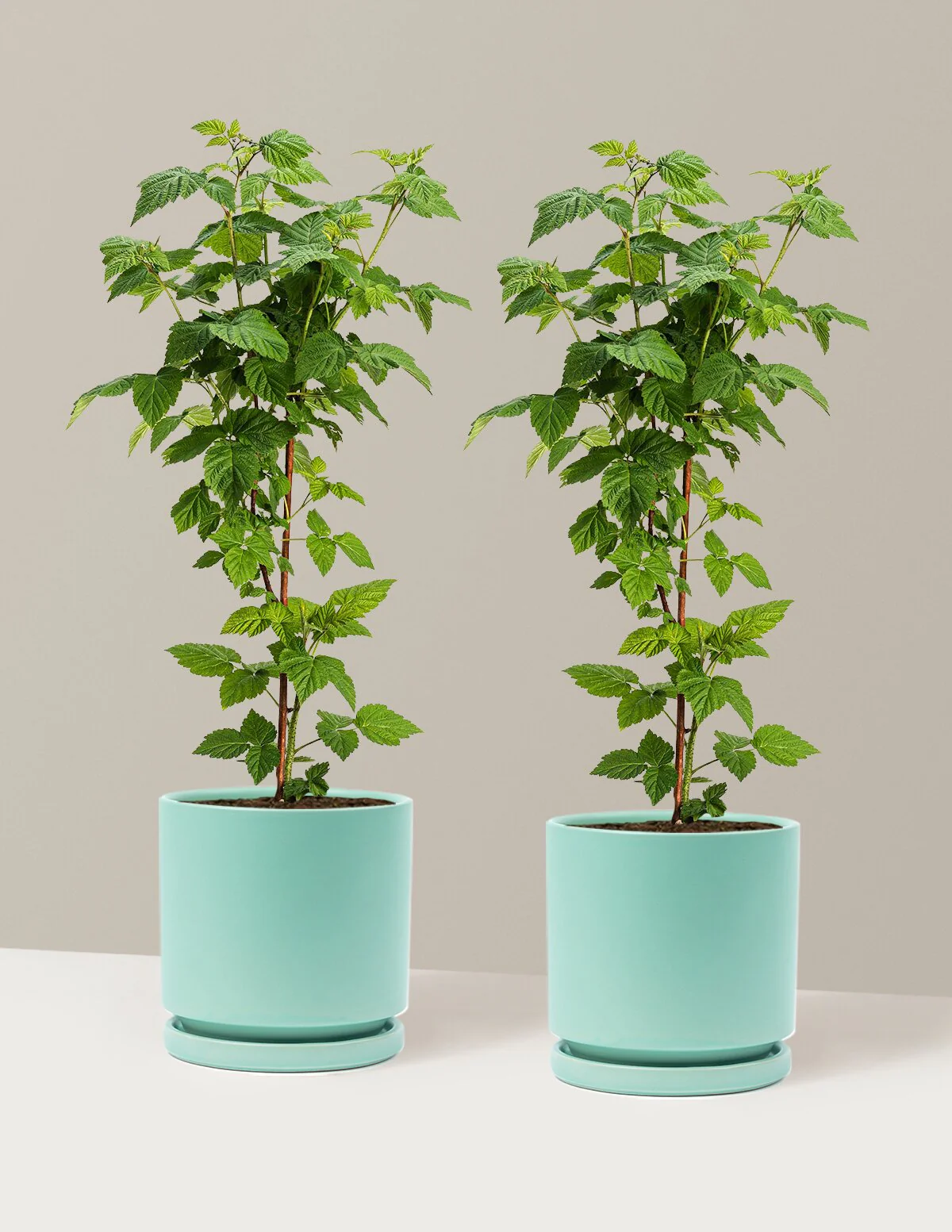 Nova Red Raspberry Plant - Image 26