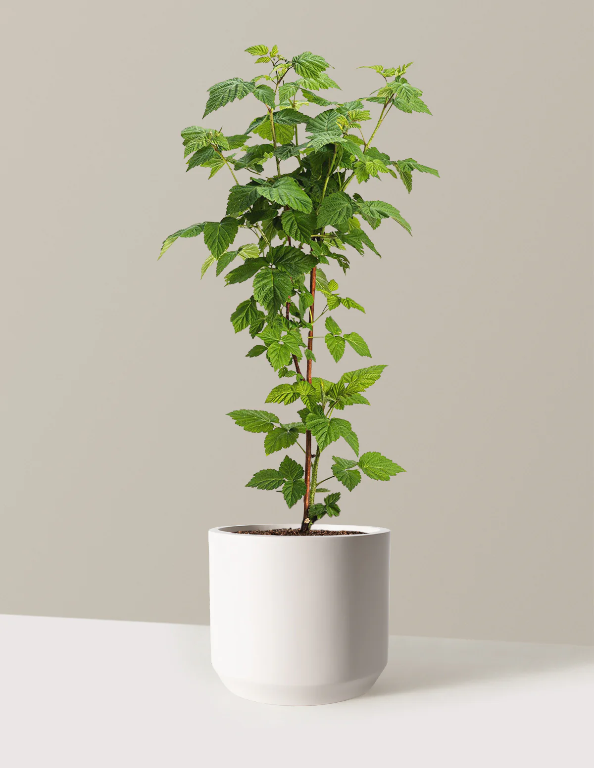 Nova Red Raspberry Plant - Image 5