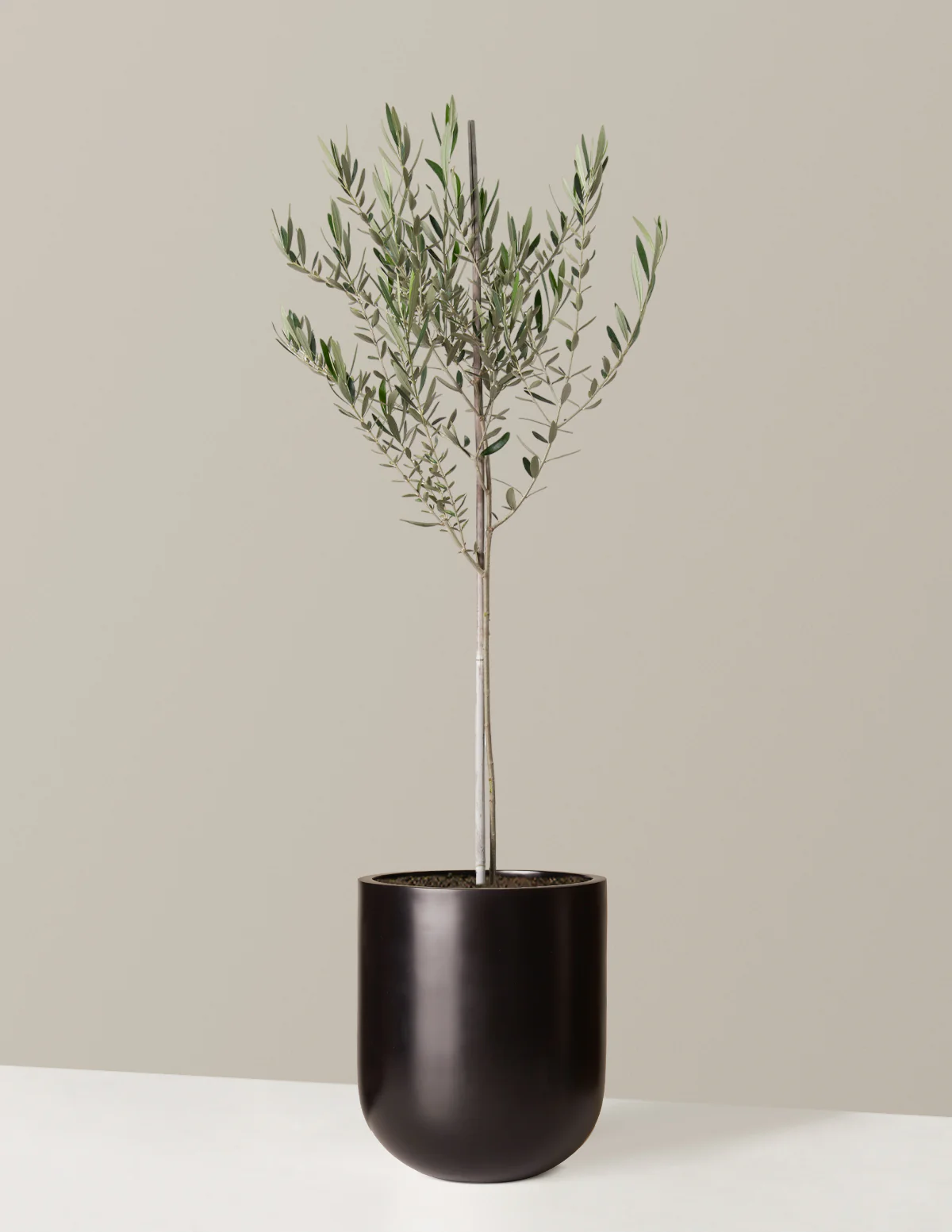 Olive Tree - Image 14