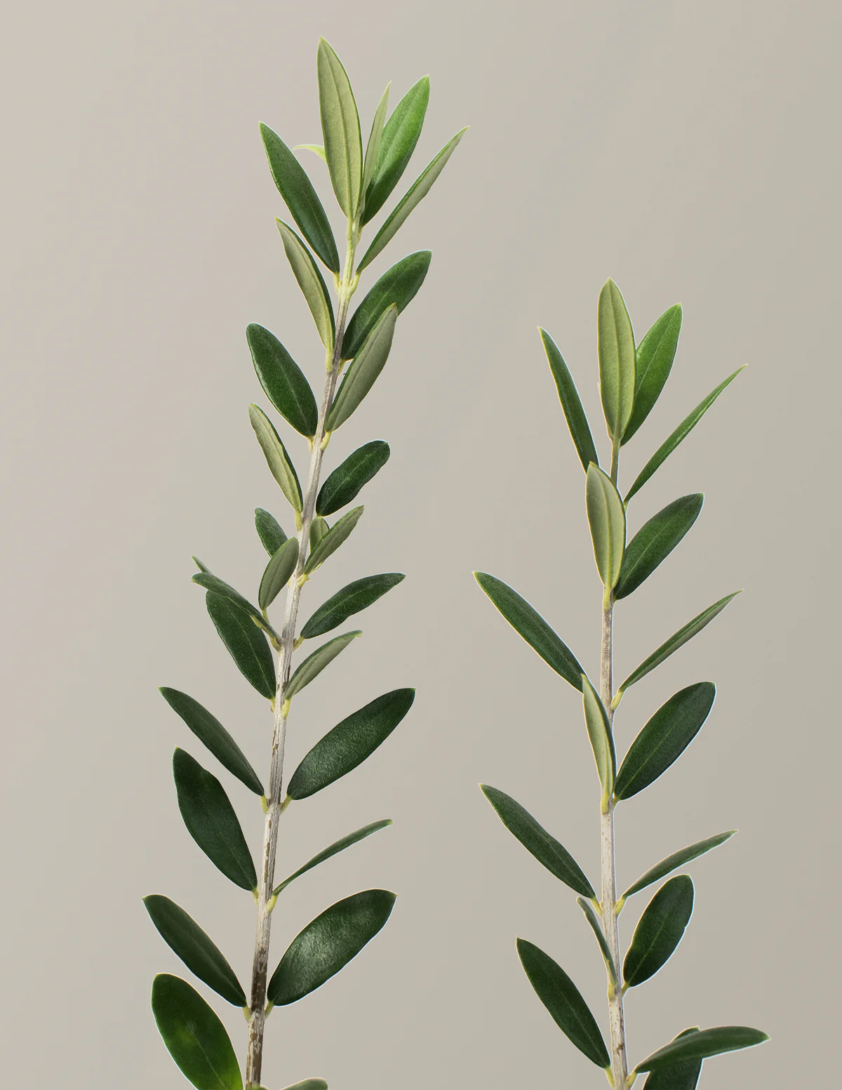 Olive Tree - Image 15