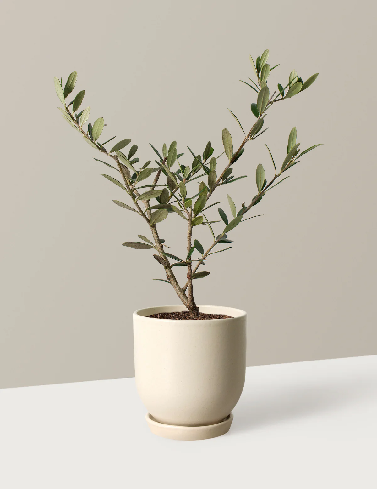 Olive Tree - Image 16