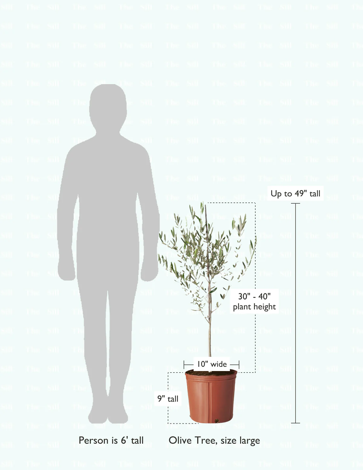 Olive Tree - Image 19