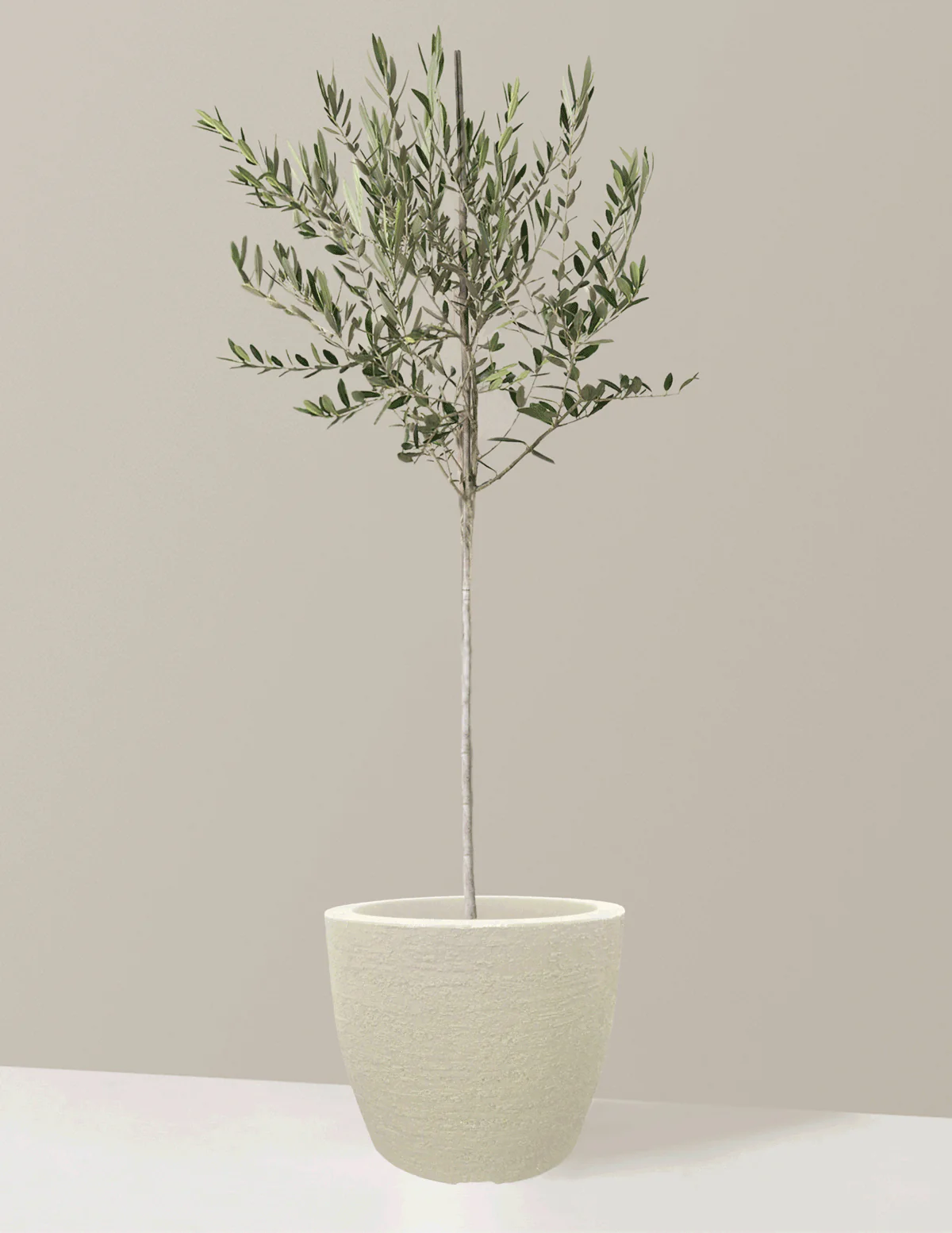 Olive Tree - Image 27