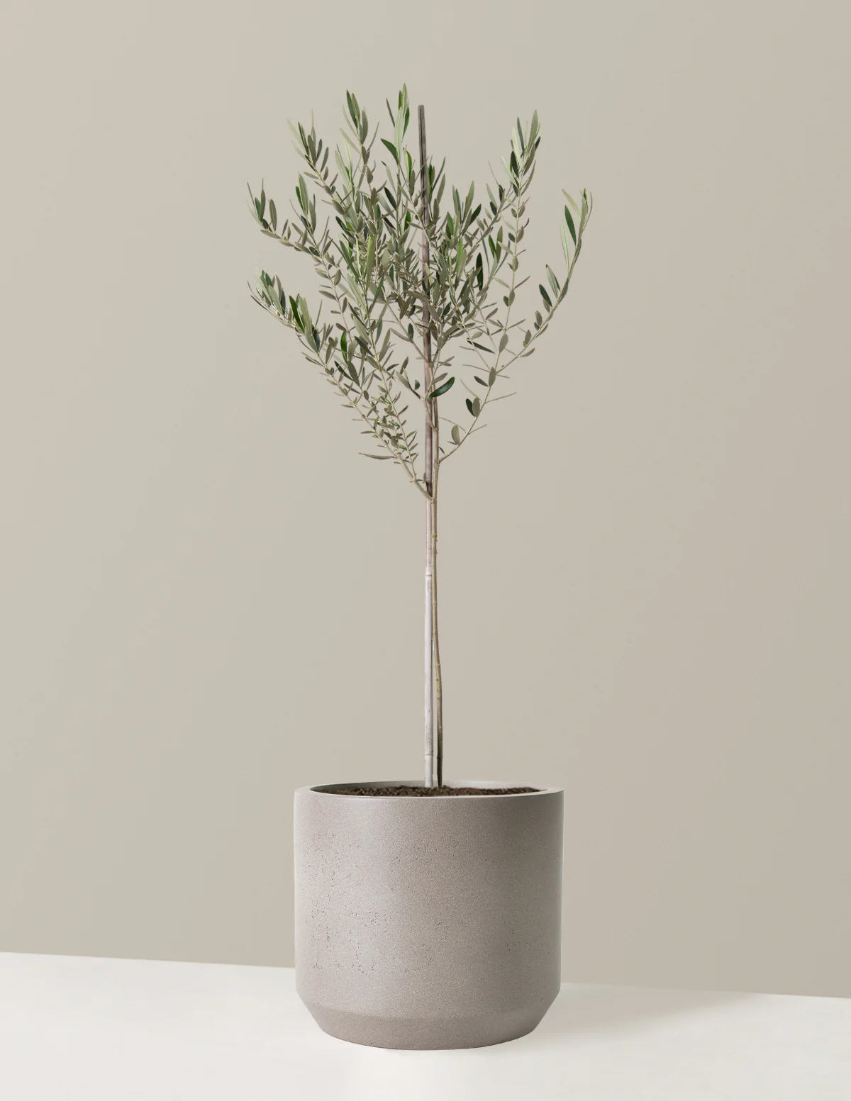 Olive Tree - Image 31