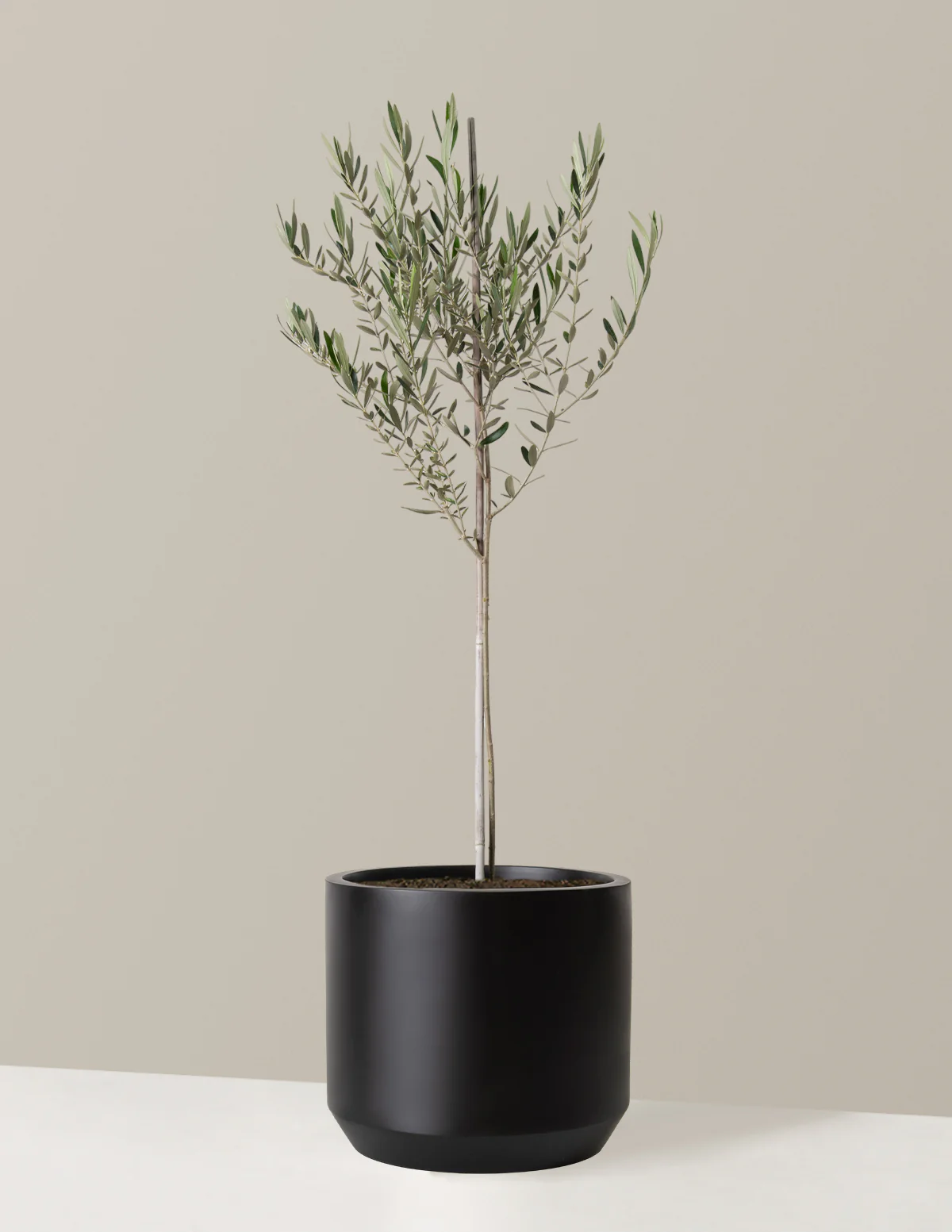 Olive Tree - Image 32