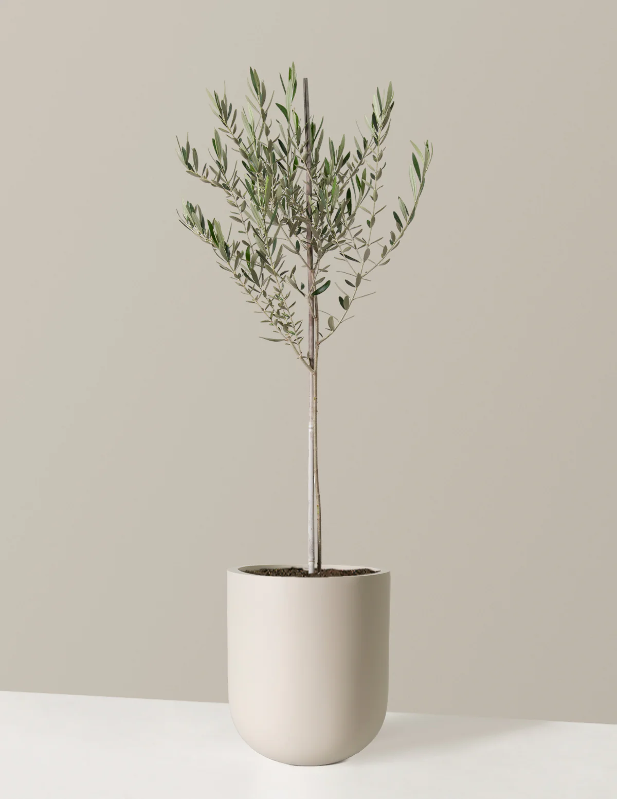 Olive Tree - Image 33