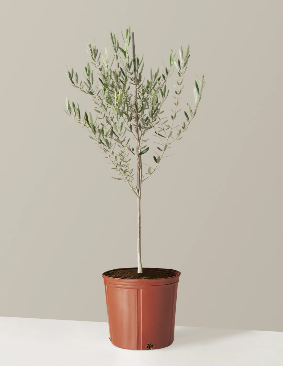 Olive Tree - Image 34