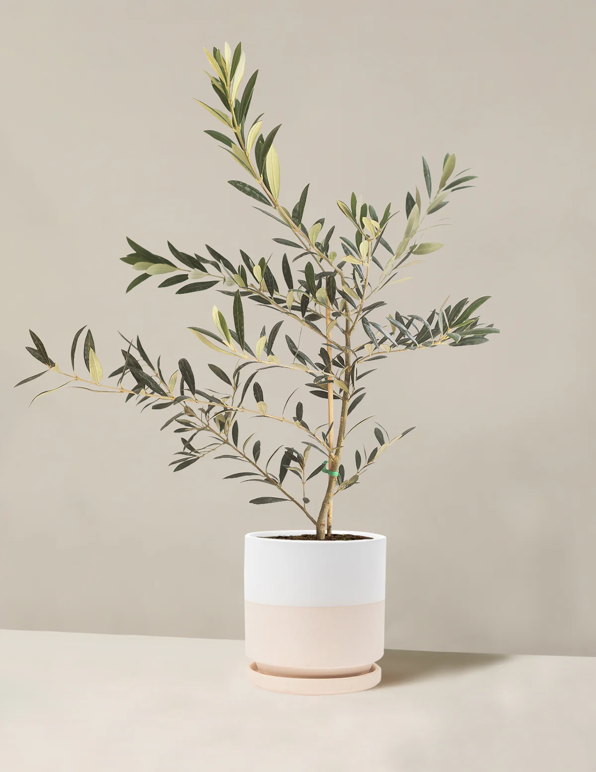Olive Tree - Image 36