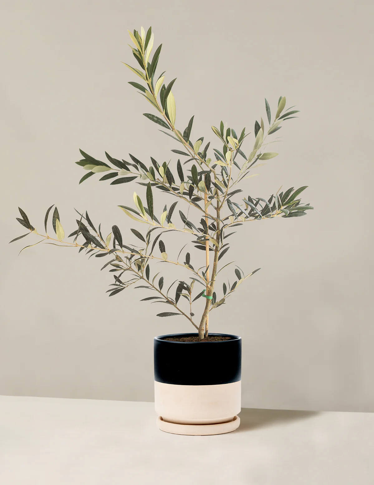 Olive Tree - Image 41