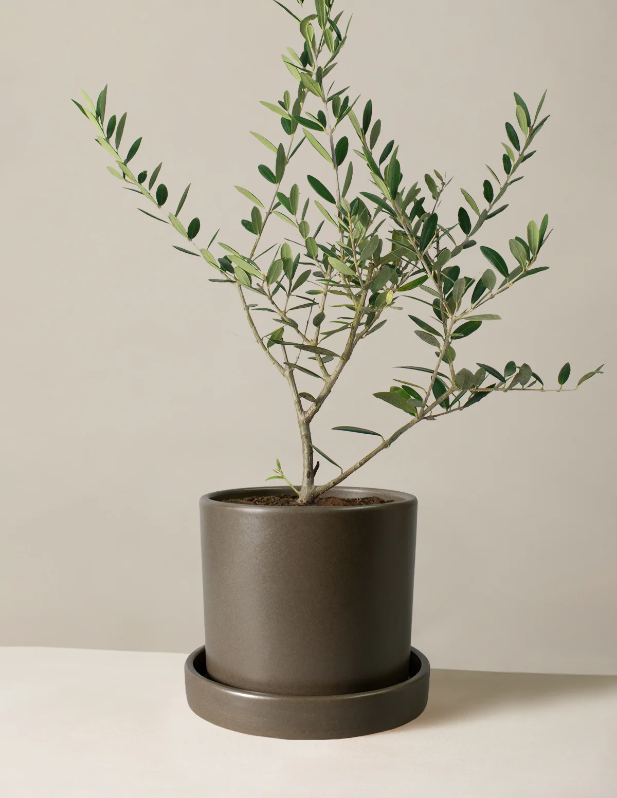 Olive Tree - Image 44