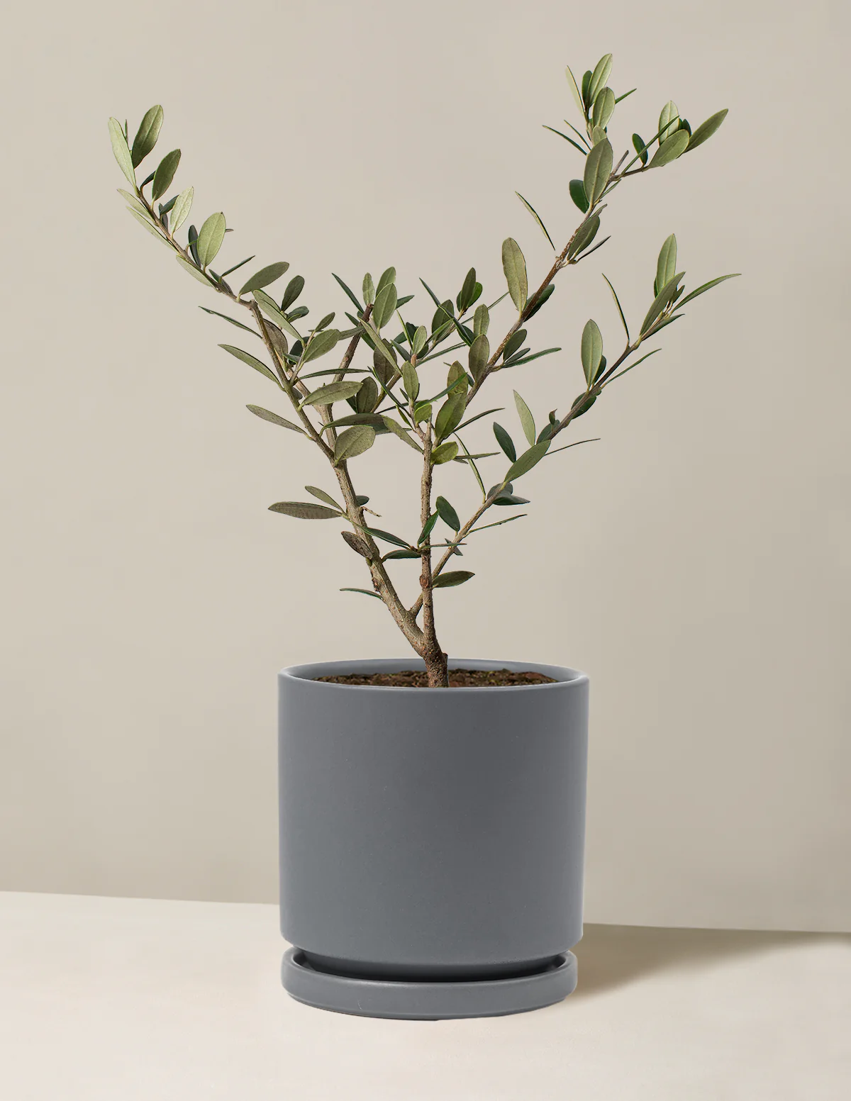 Olive Tree - Image 50
