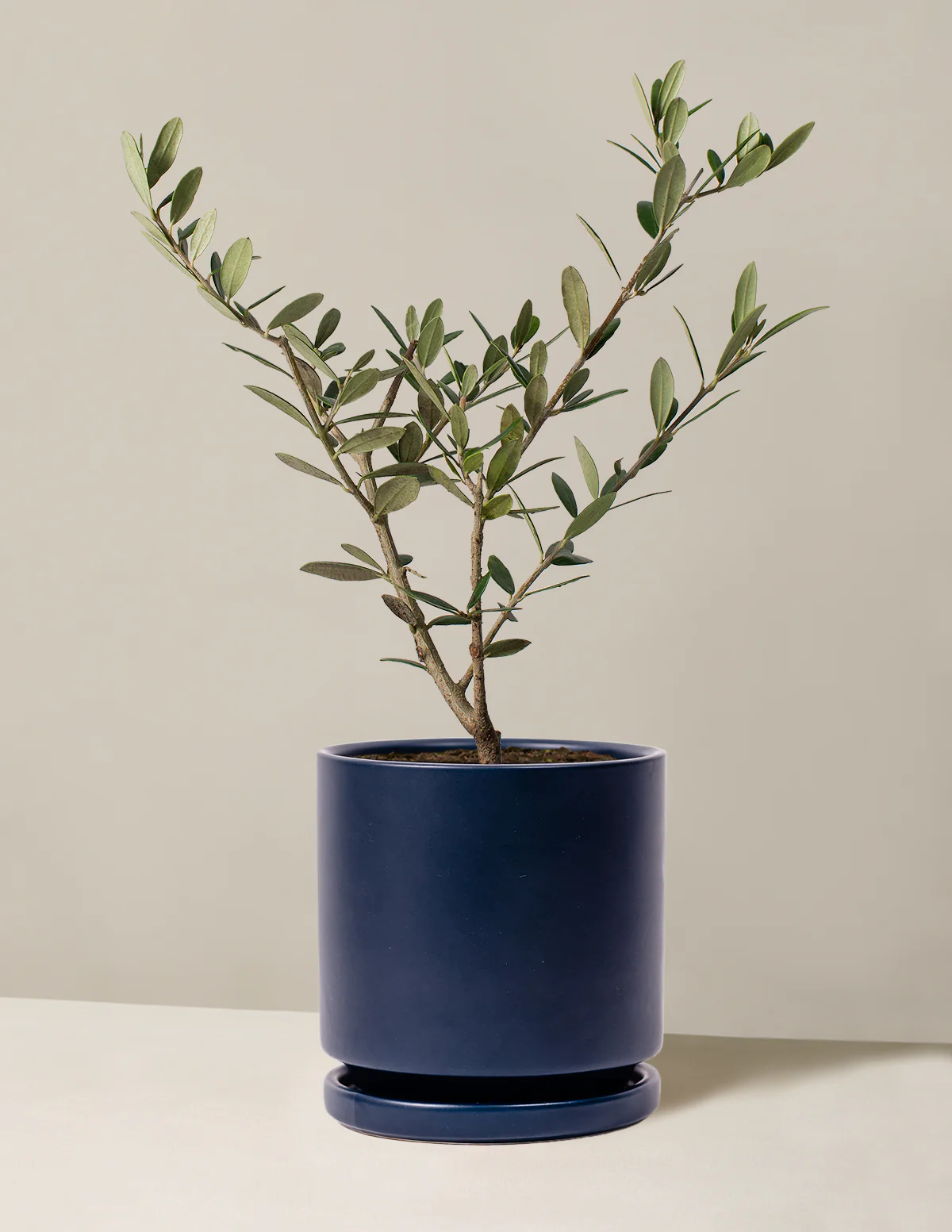 Olive Tree - Image 51