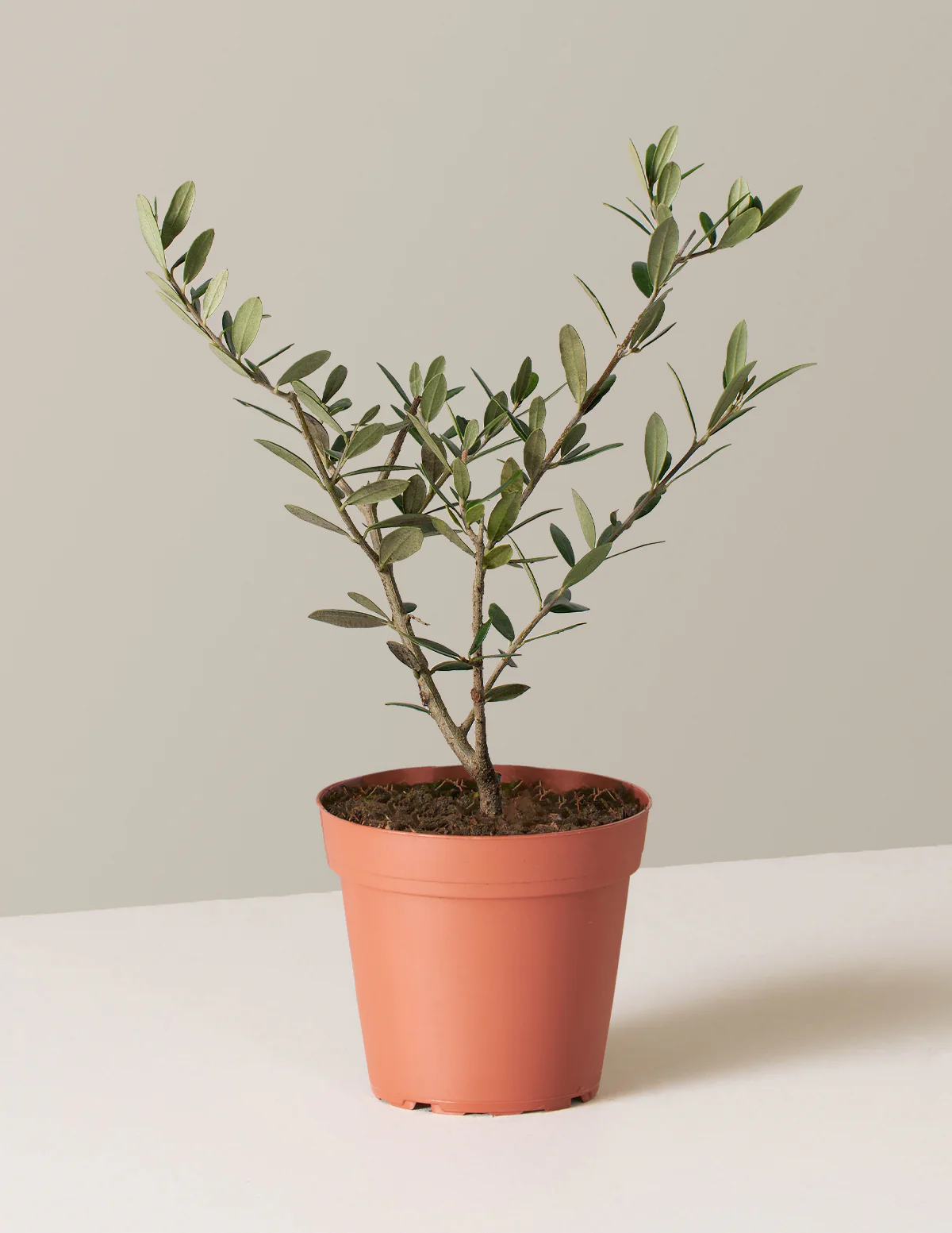 Olive Tree - Image 53