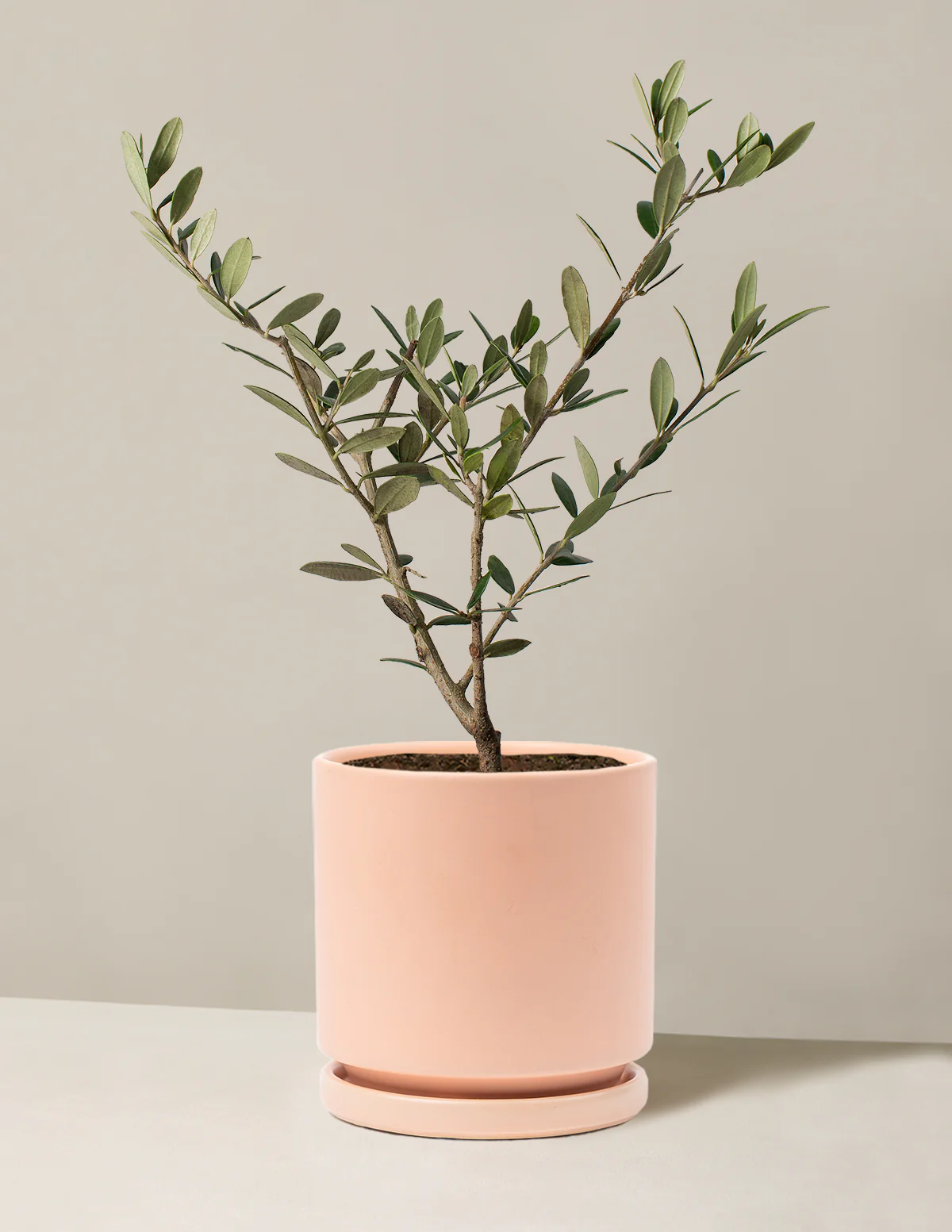 Olive Tree - Image 54