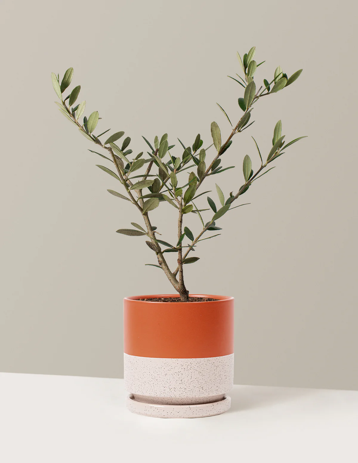 Olive Tree - Image 60